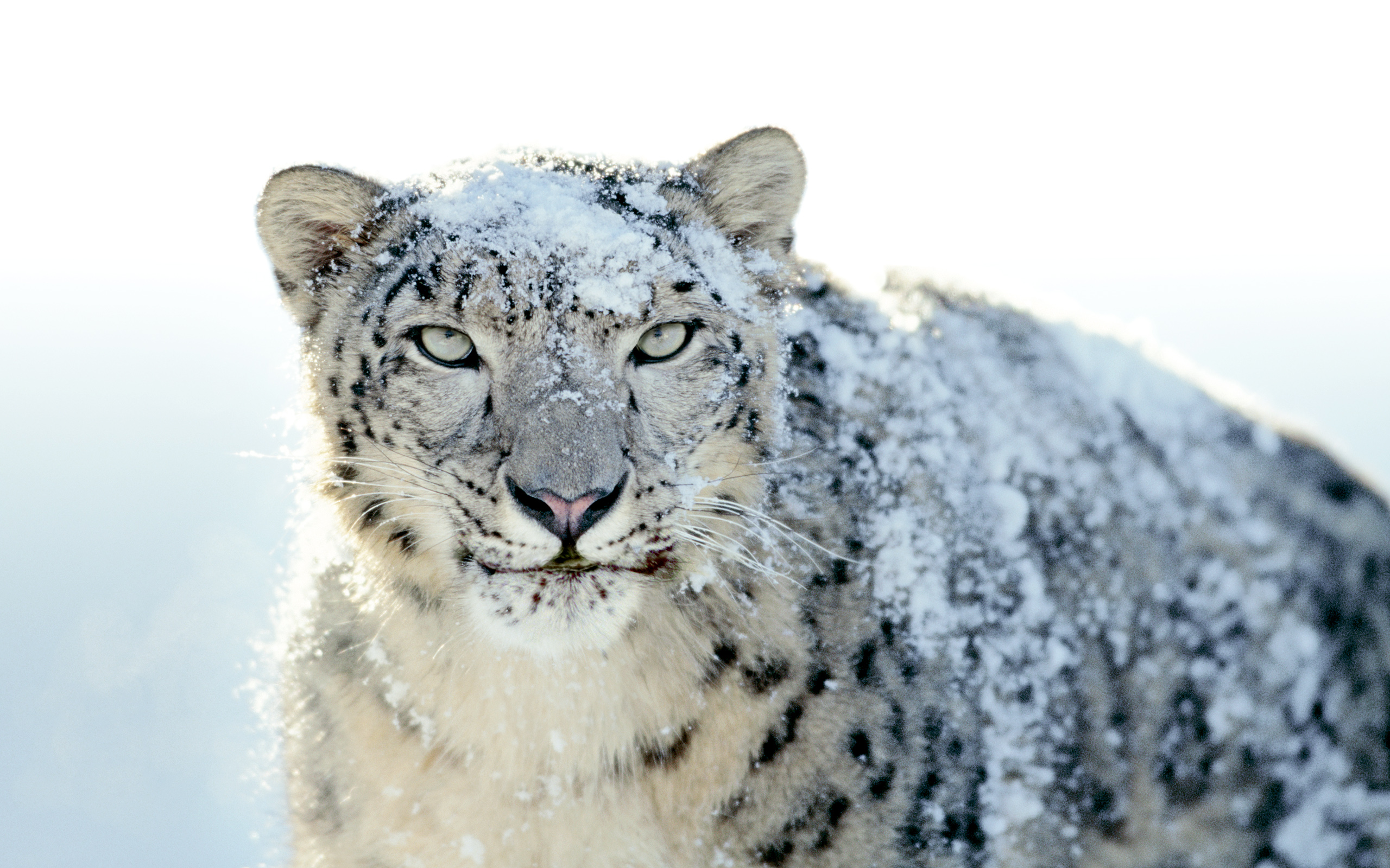 ƻ2009ϵͳ Snow Leopard ѩ ȫ׹ٷֽ 2560*1600(ֽ23)