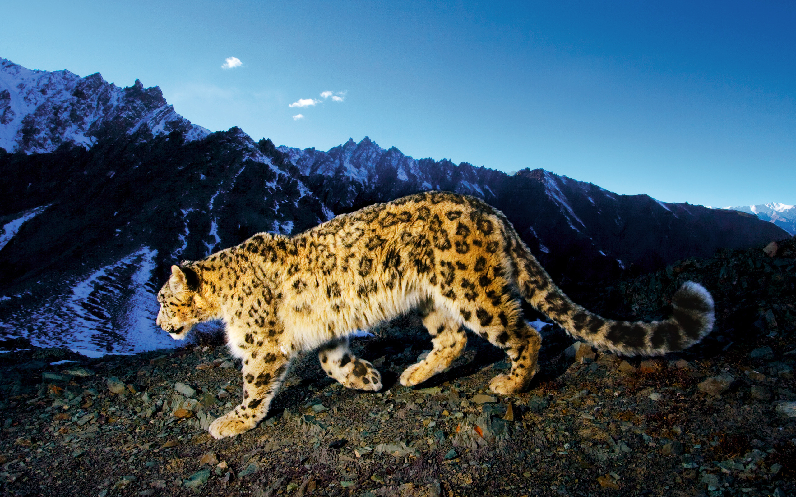 ƻ2009ϵͳ Snow Leopard ѩ ȫ׹ٷֽ 2560*1600(ֽ25)
