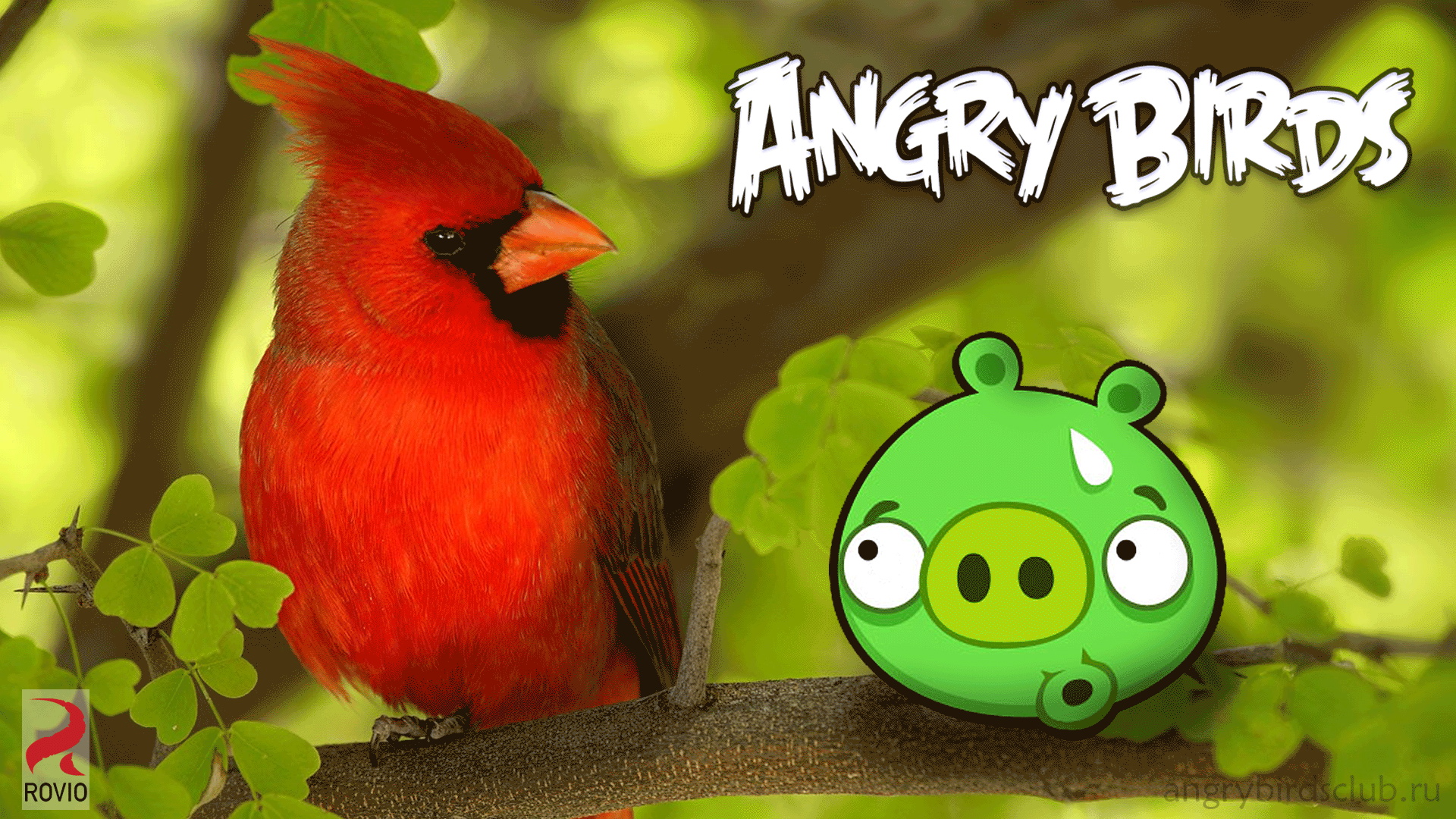 ŭС(Angry Birds) ɰͨϷֽ(ֽ58)