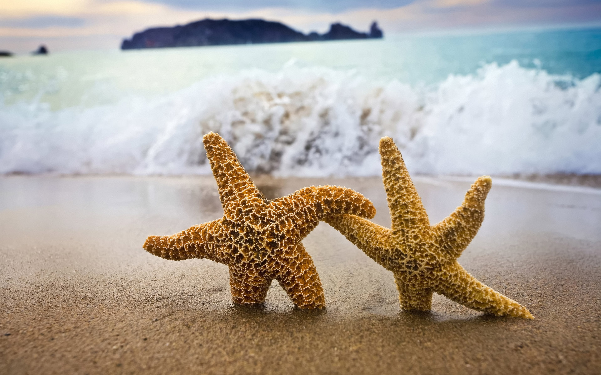  starfish(ֽ6)