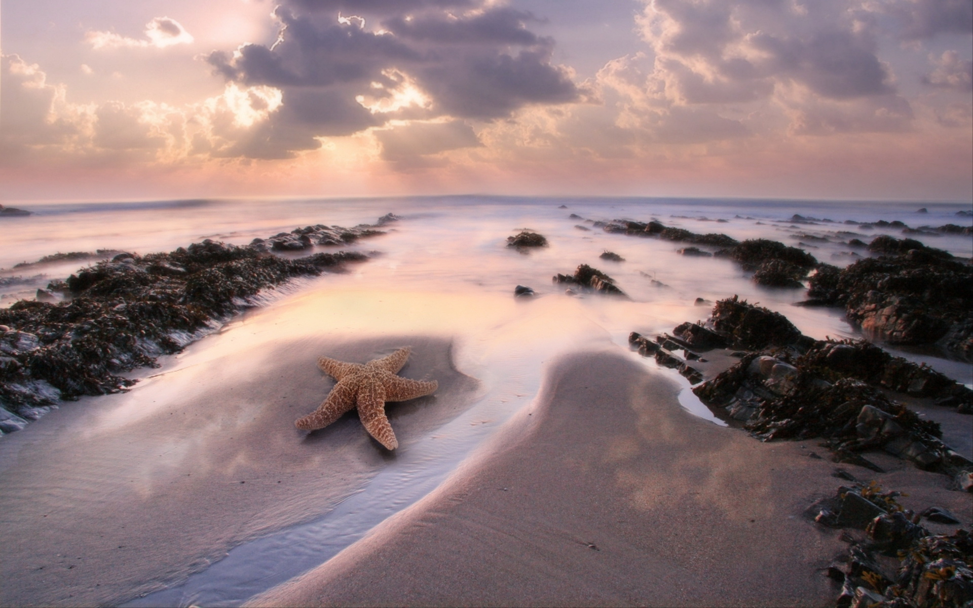  starfish(ֽ7)