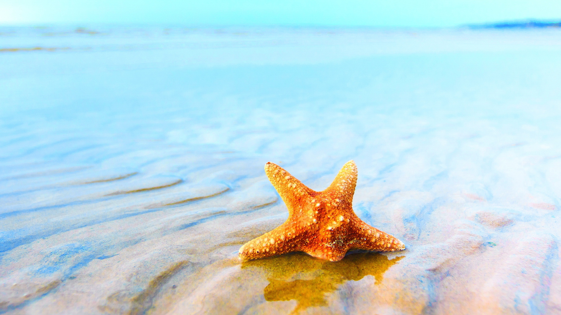  starfish(ֽ8)