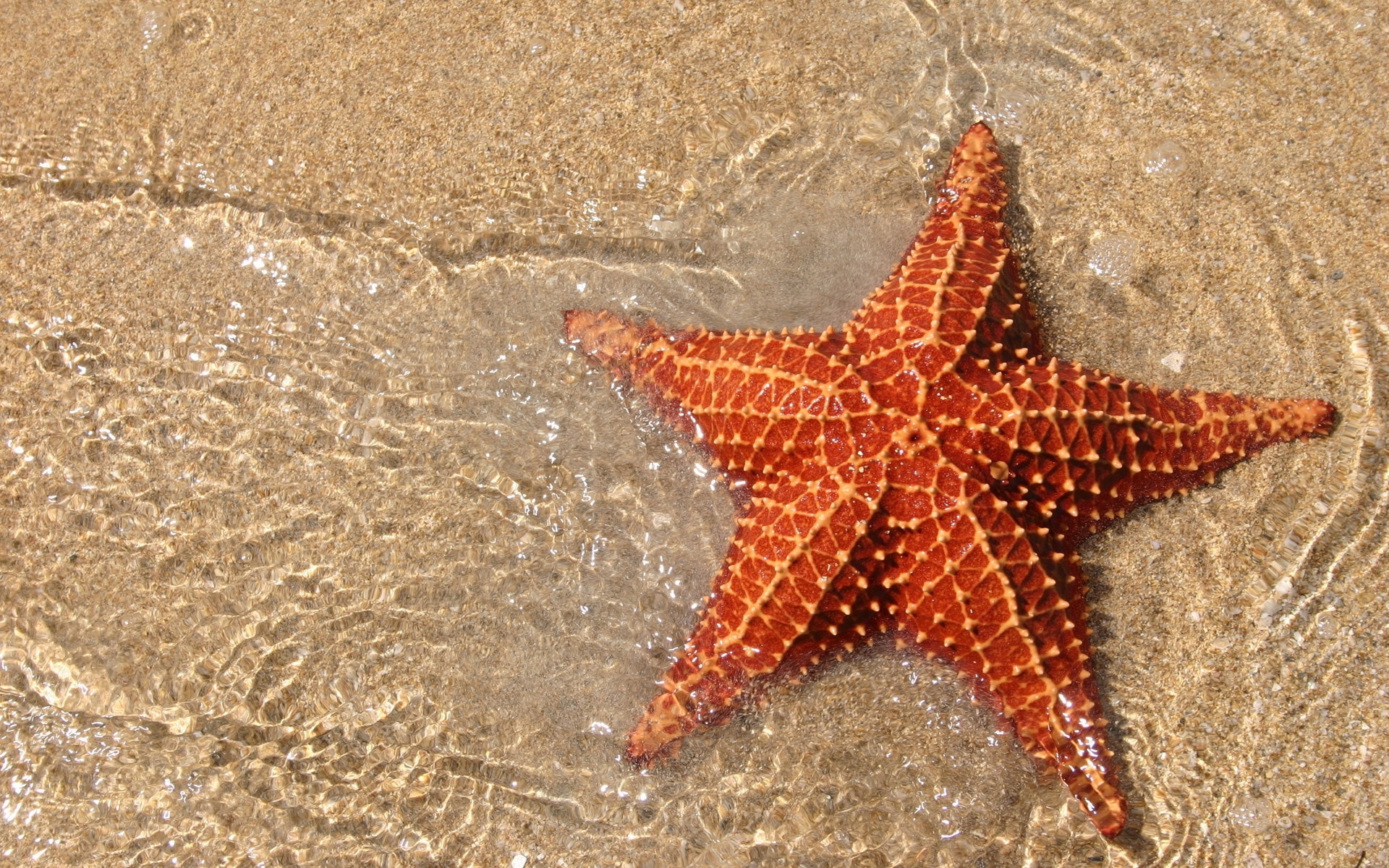  starfish(ֽ21)