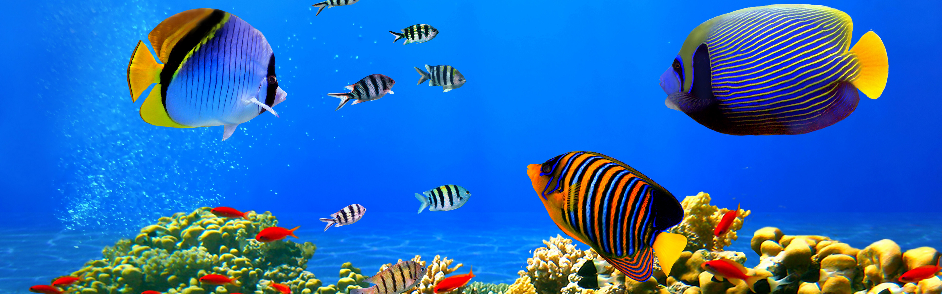 热带鱼 海底世界 超宽双屏宽屏壁纸