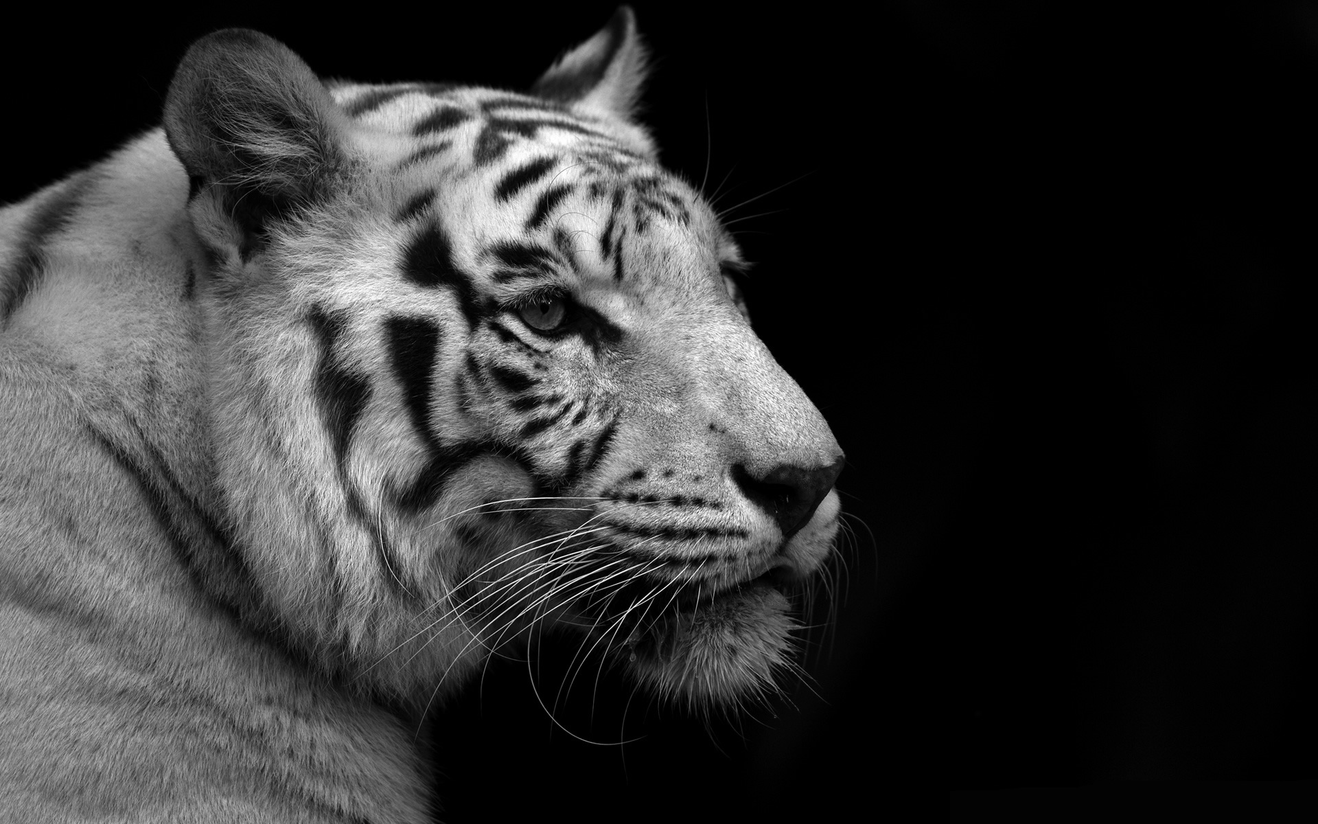 ׻ White tiger(ֽ1)