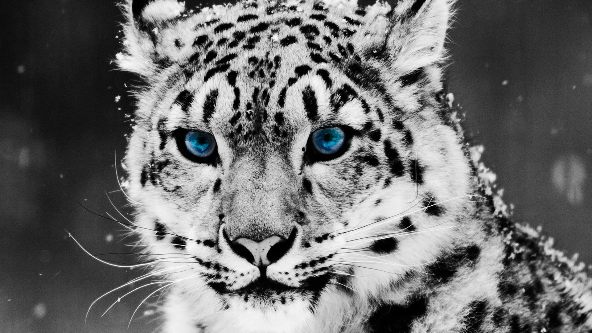 ׻ White tiger(ֽ3)