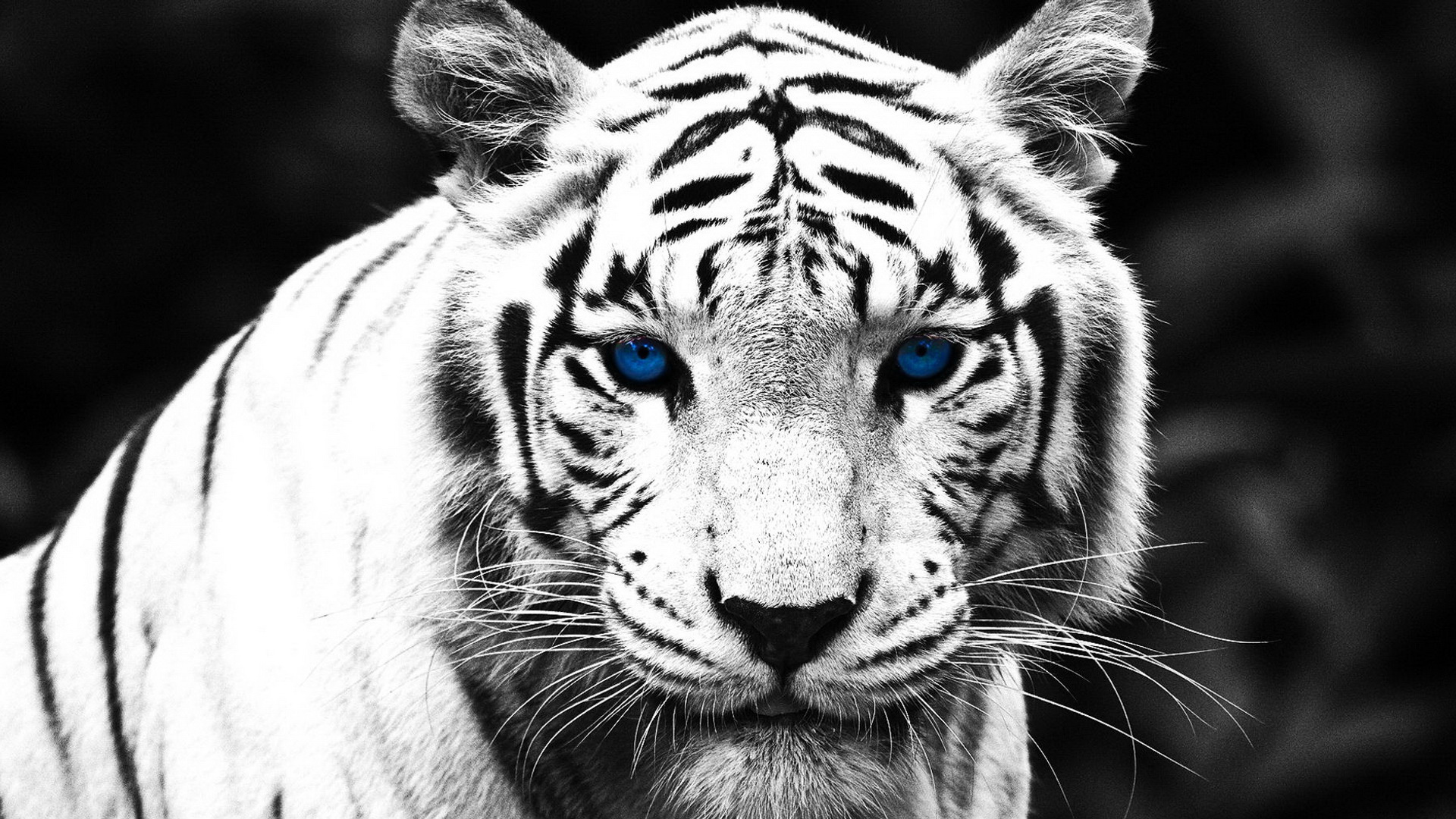 ׻ White tiger(ֽ6)