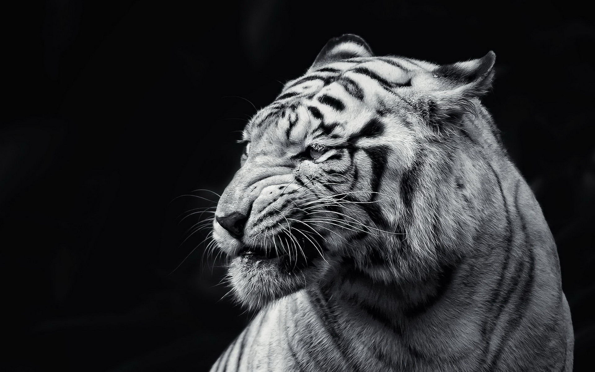 ׻ White tiger(ֽ7)