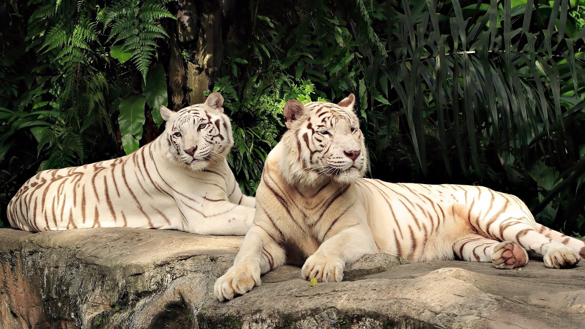 ׻ White tiger(ֽ9)