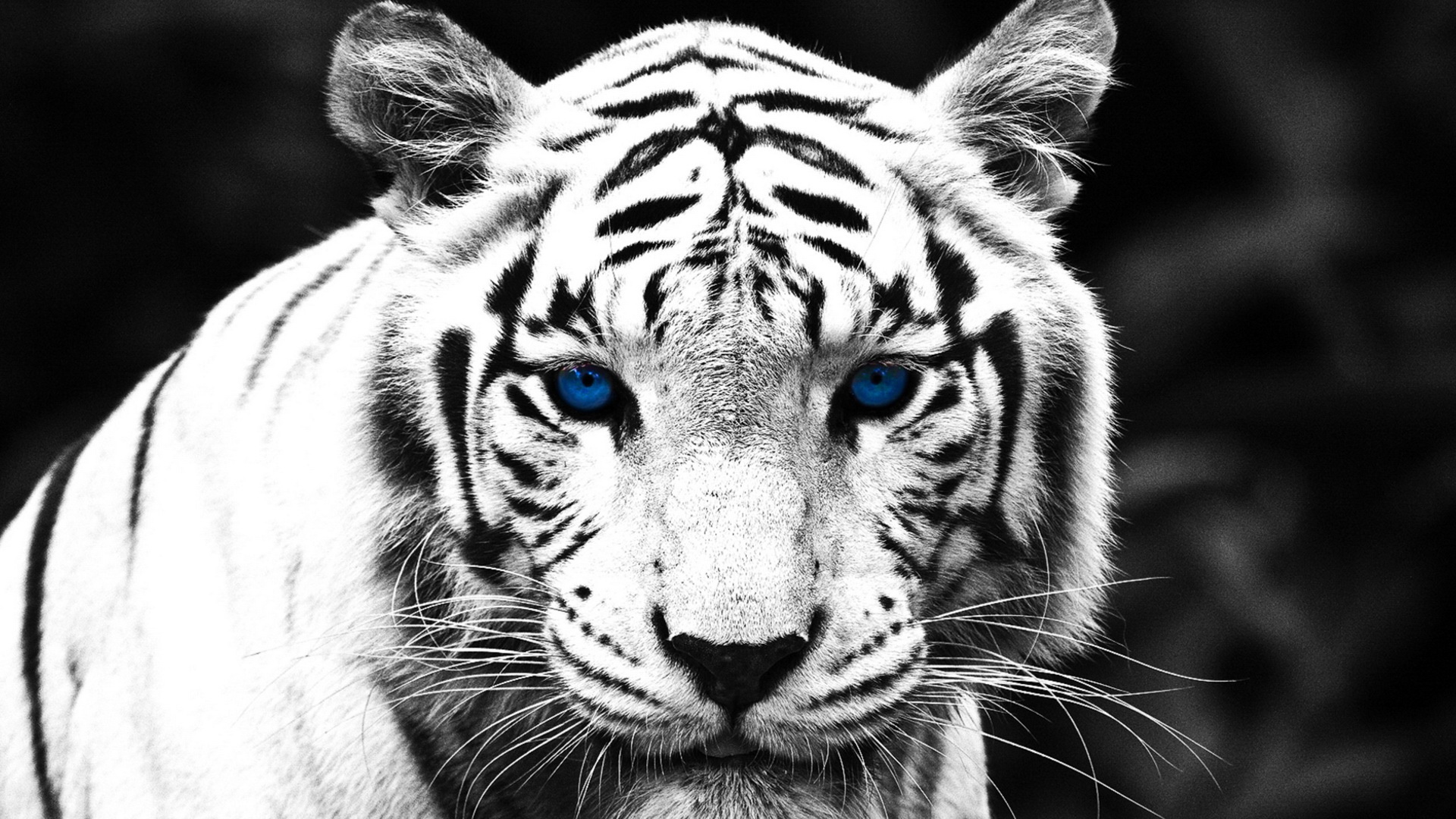 ׻ White tiger(ֽ10)