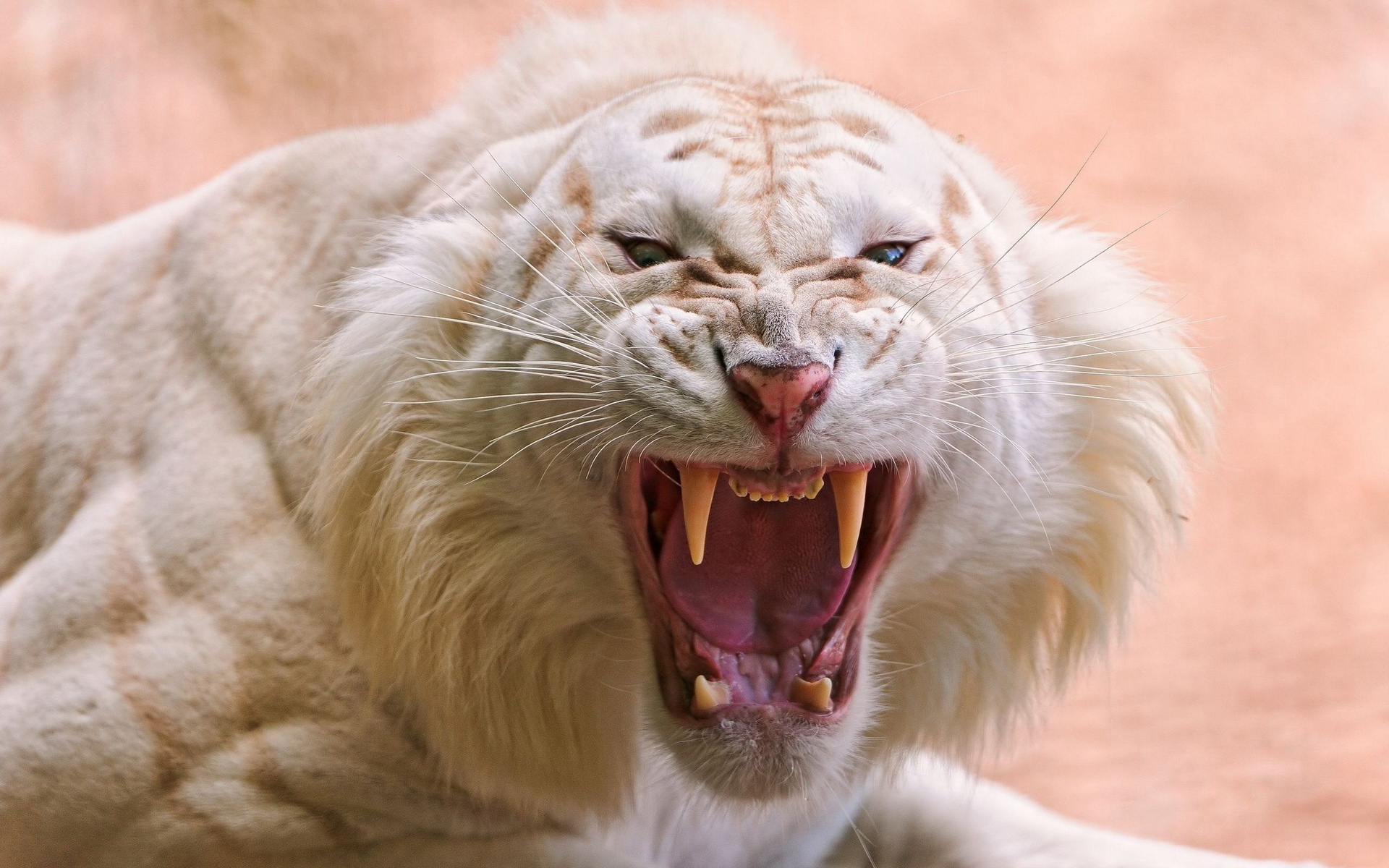 ׻ White tiger(ֽ11)