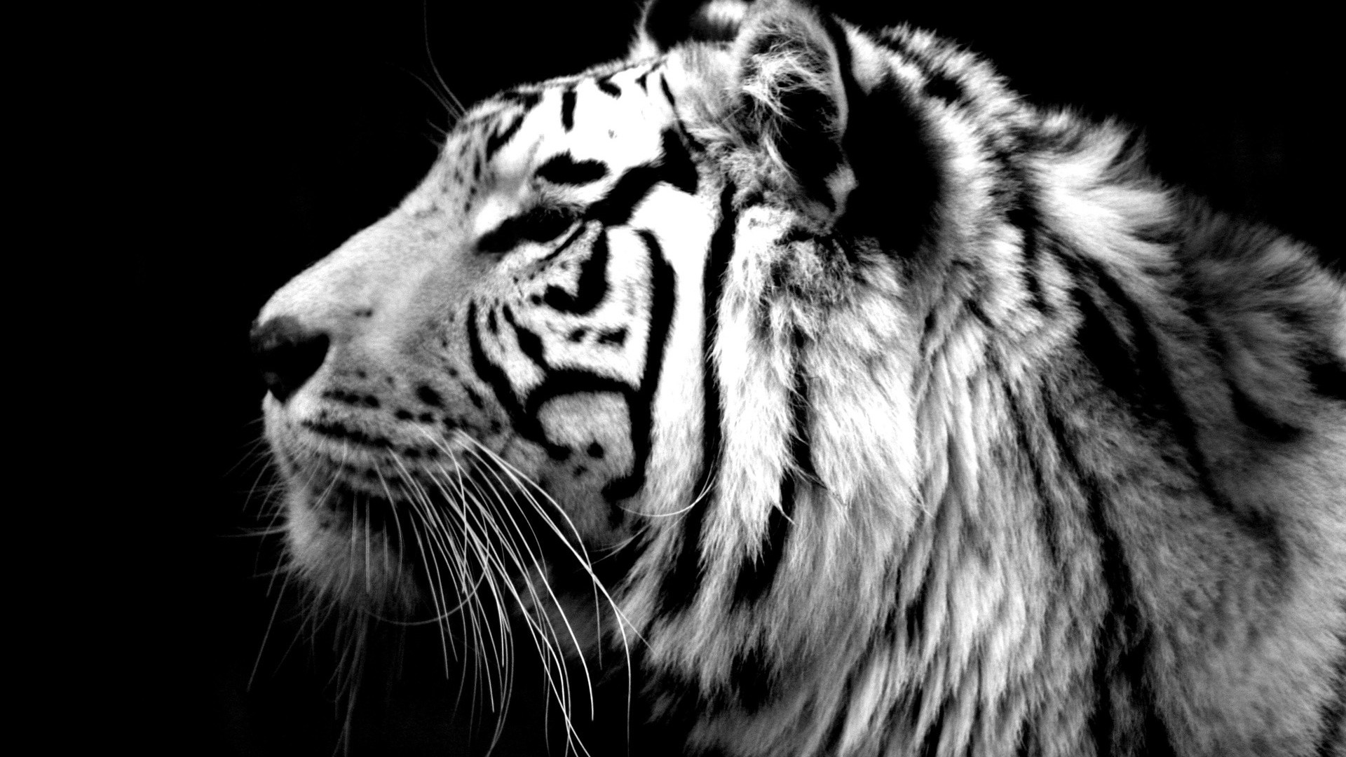 ׻ White tiger(ֽ13)
