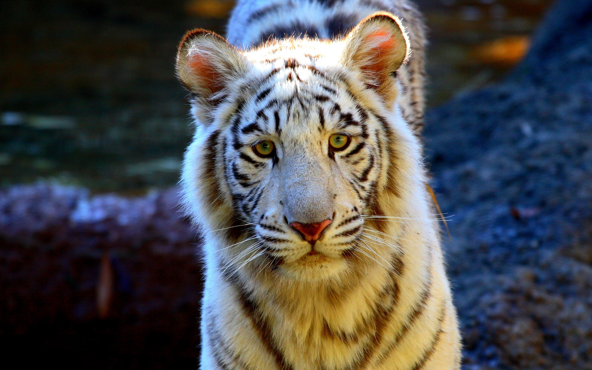 ׻ White tiger(ֽ14)