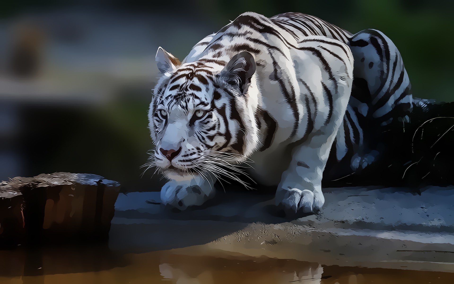 ׻ White tiger(ֽ15)
