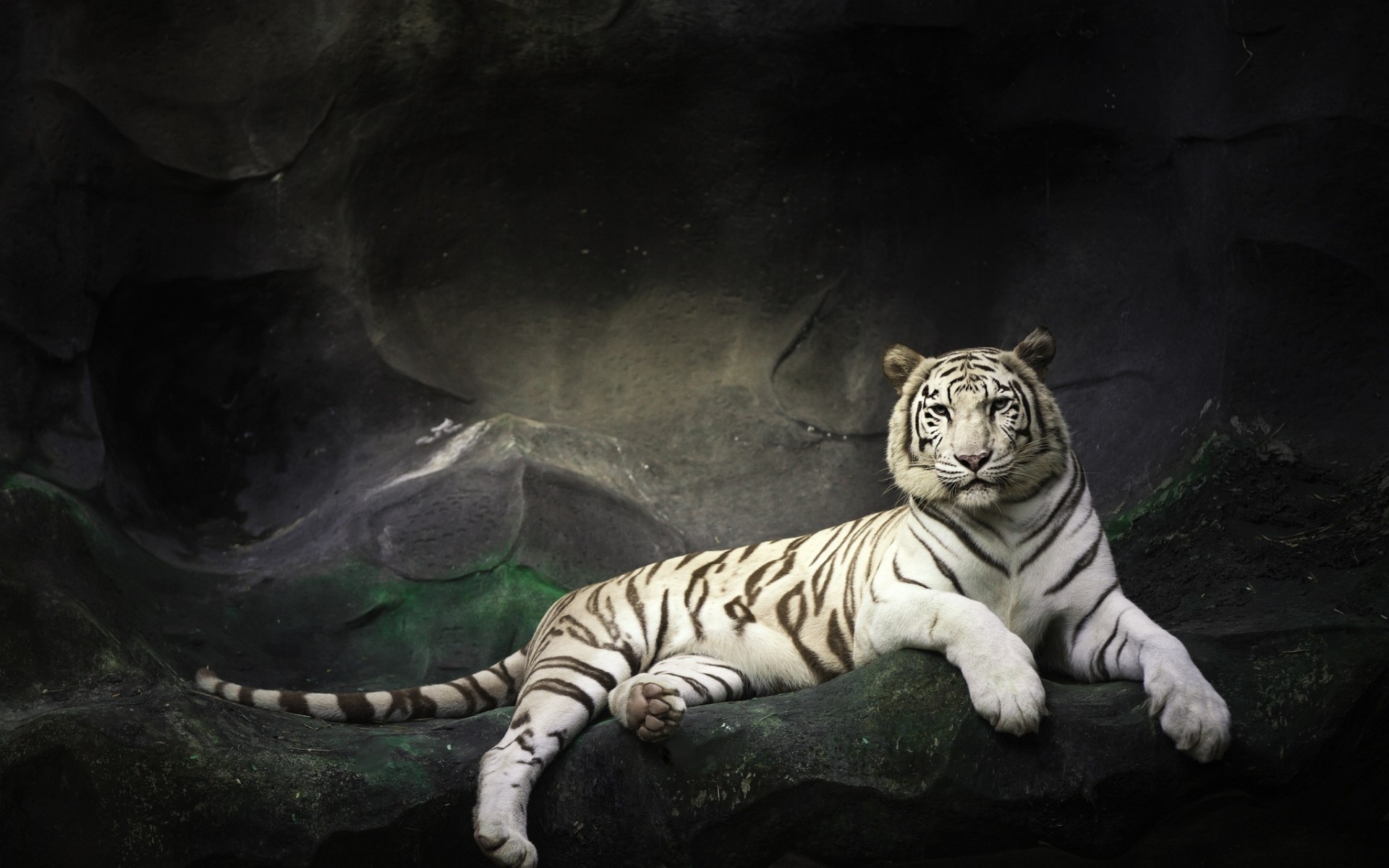 ׻ White tiger(ֽ16)