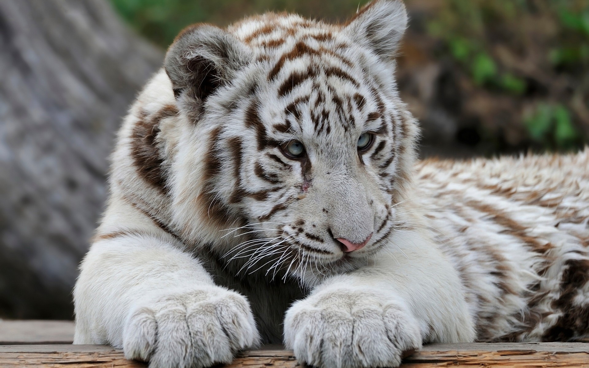 ׻ White tiger(ֽ17)