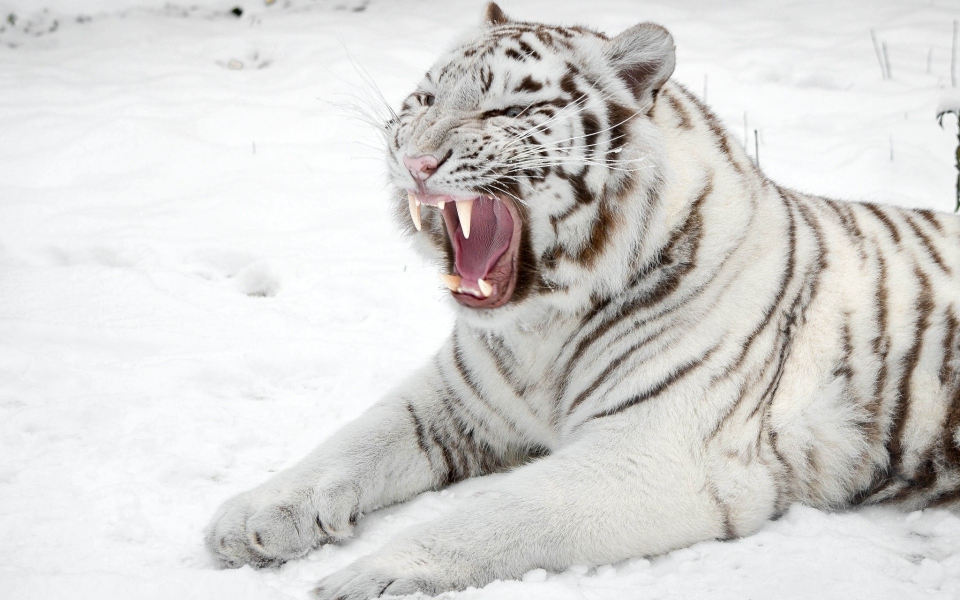 ׻ White tiger(ֽ19)