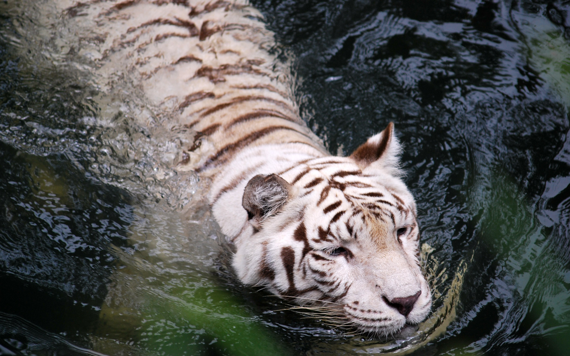 ׻ White tiger(ֽ21)