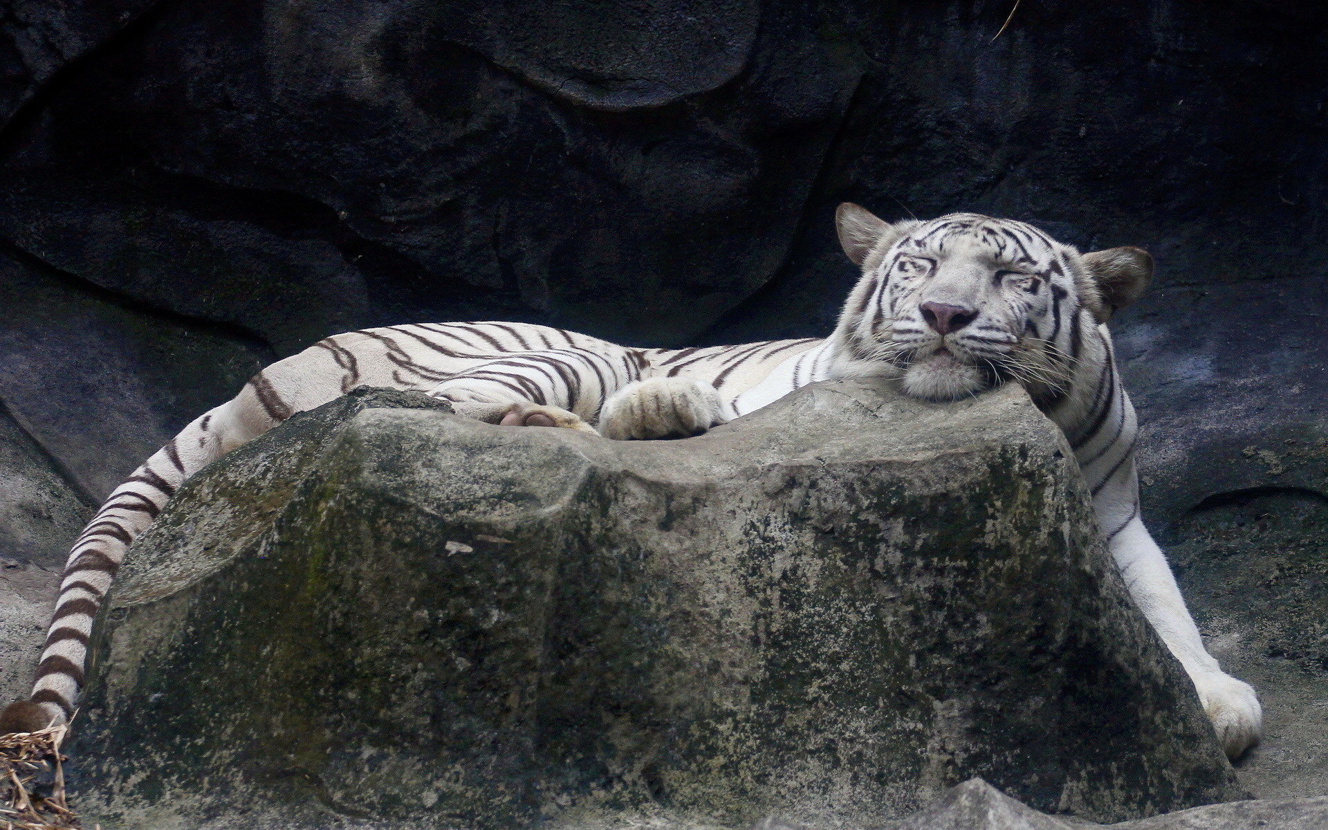 ׻ White tiger(ֽ22)