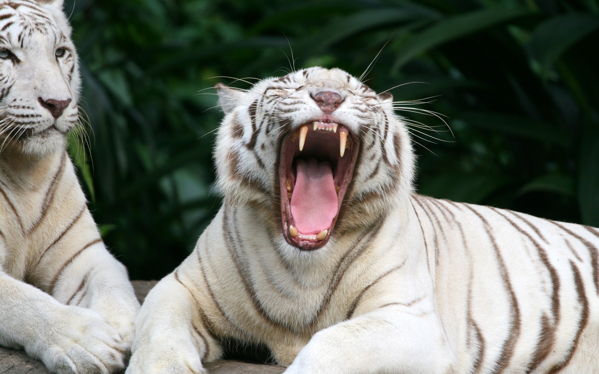 ׻ White tiger(ֽ24)