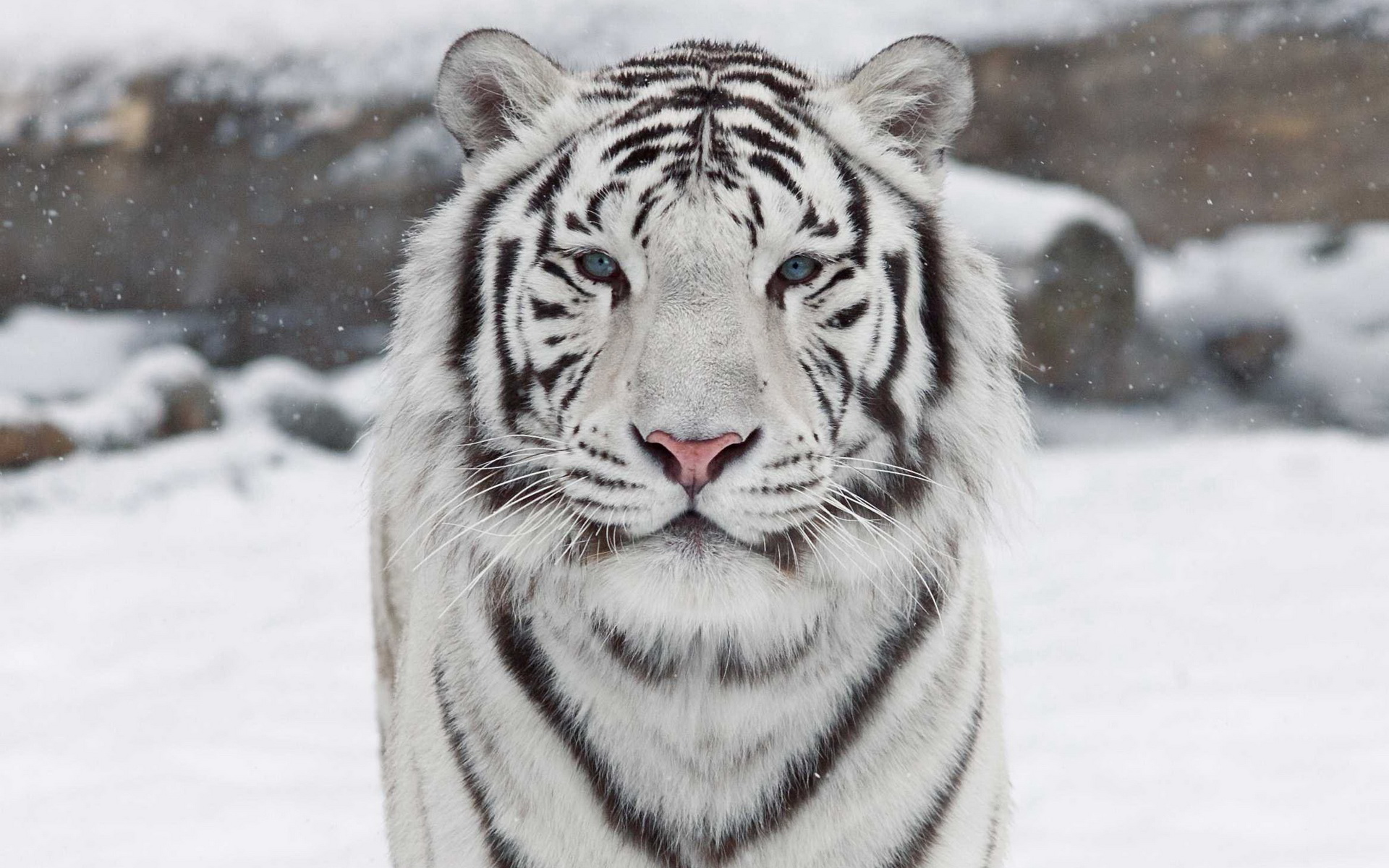 ׻ White tiger(ֽ28)