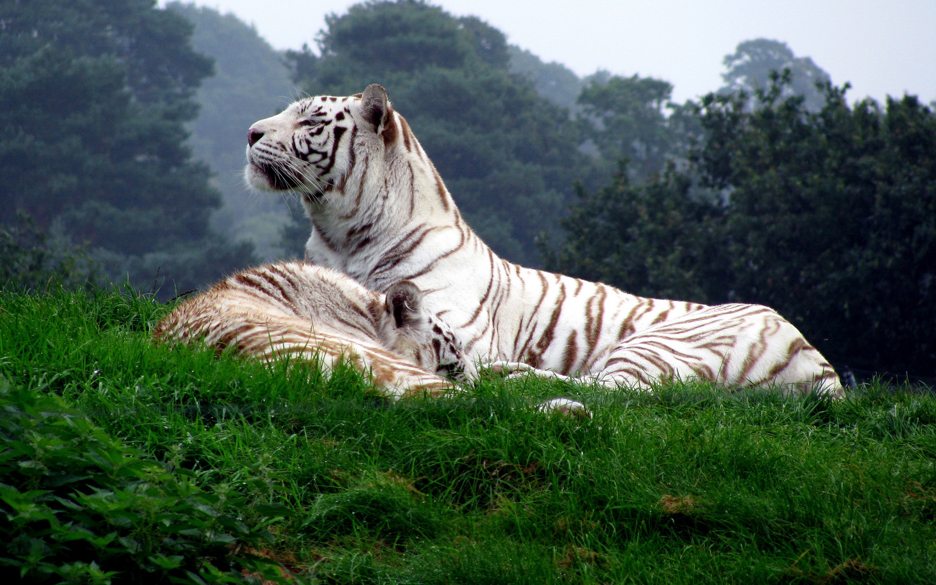 ׻ White tiger(ֽ29)