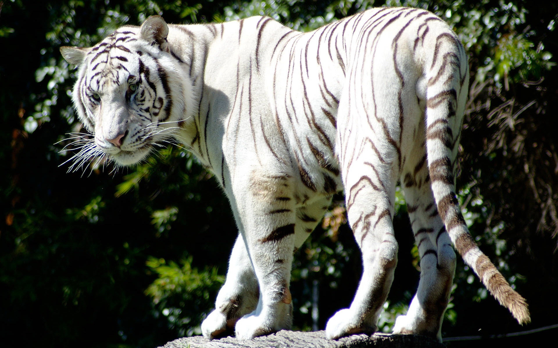 ׻ White tiger(ֽ30)