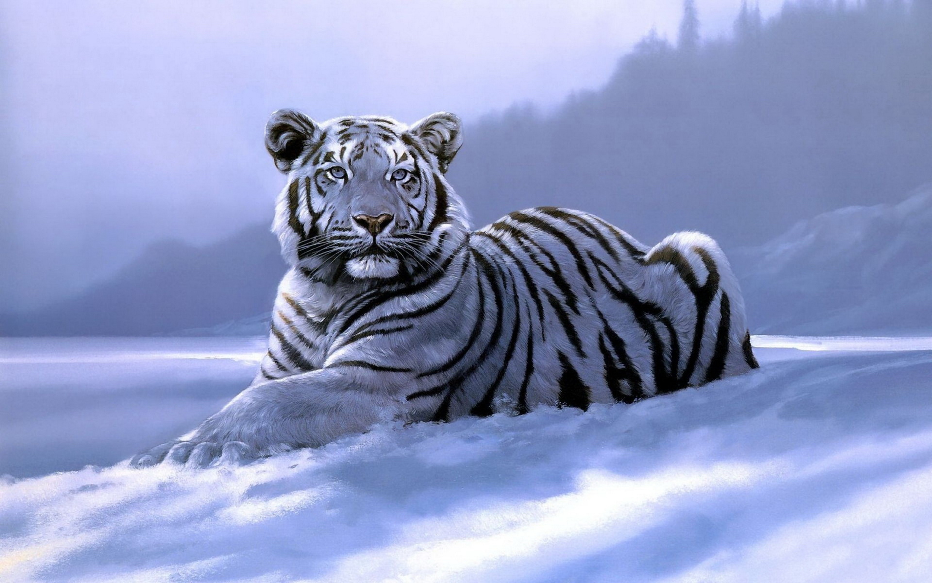 ׻ White tiger(ֽ31)