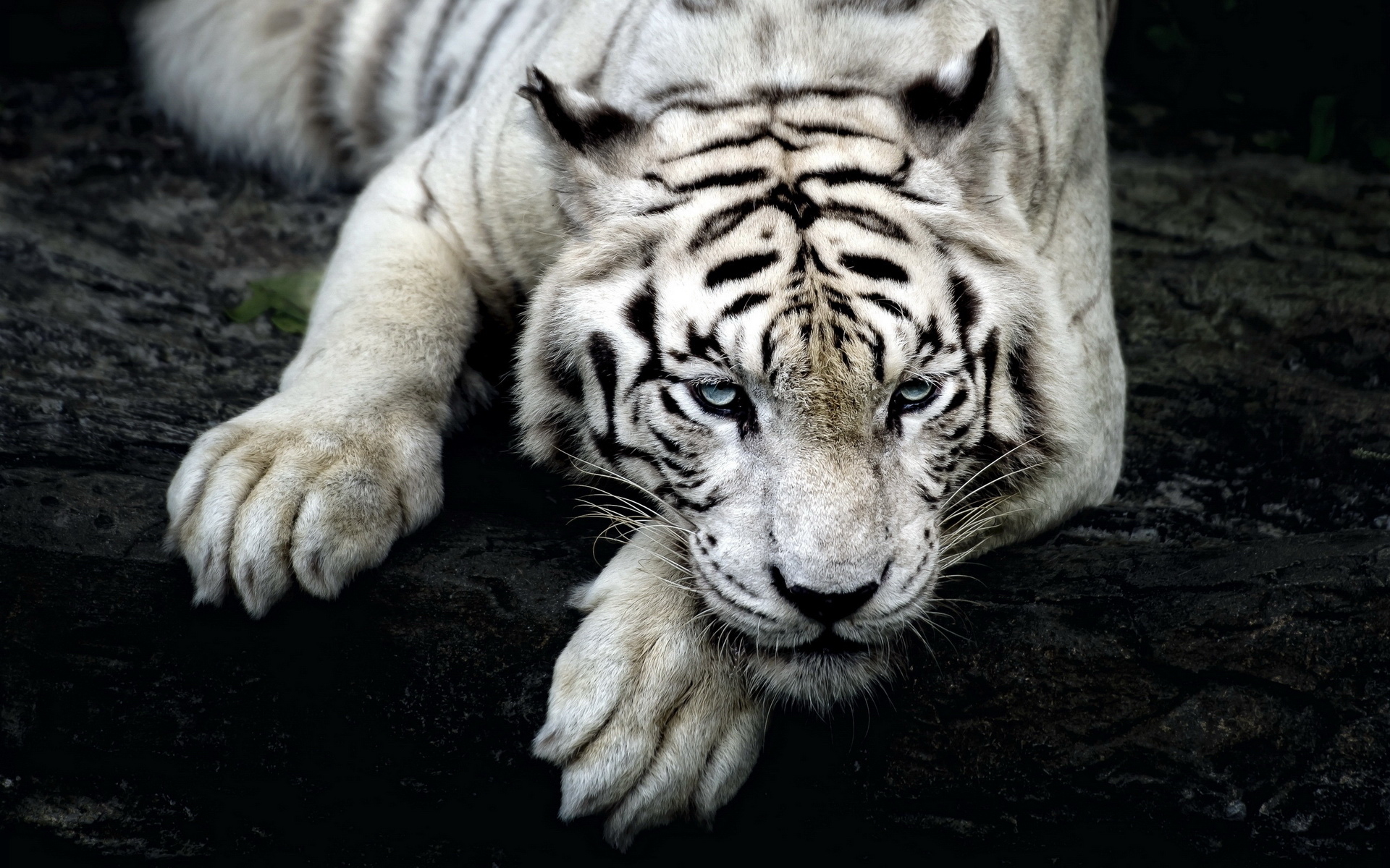 ׻ White tiger(ֽ32)