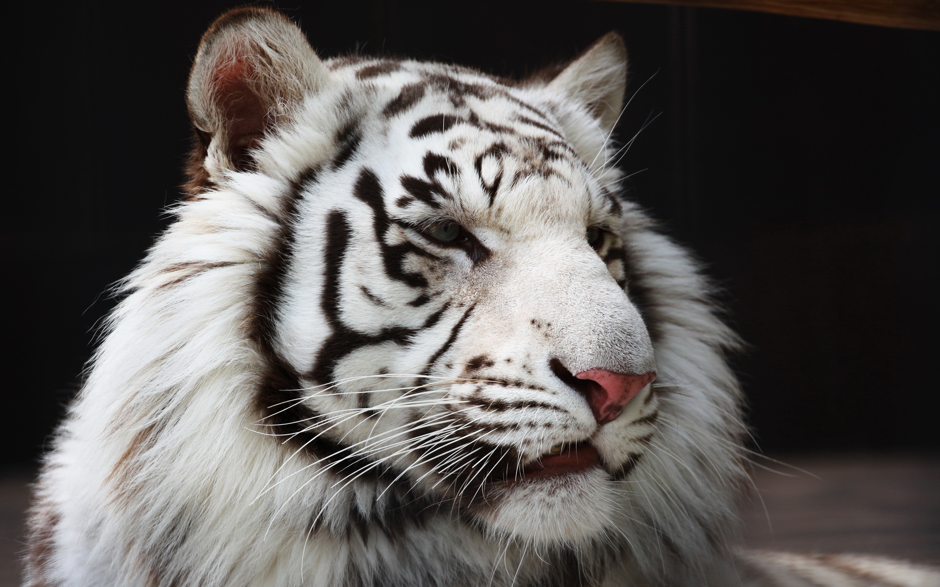 ׻ White tiger(ֽ34)