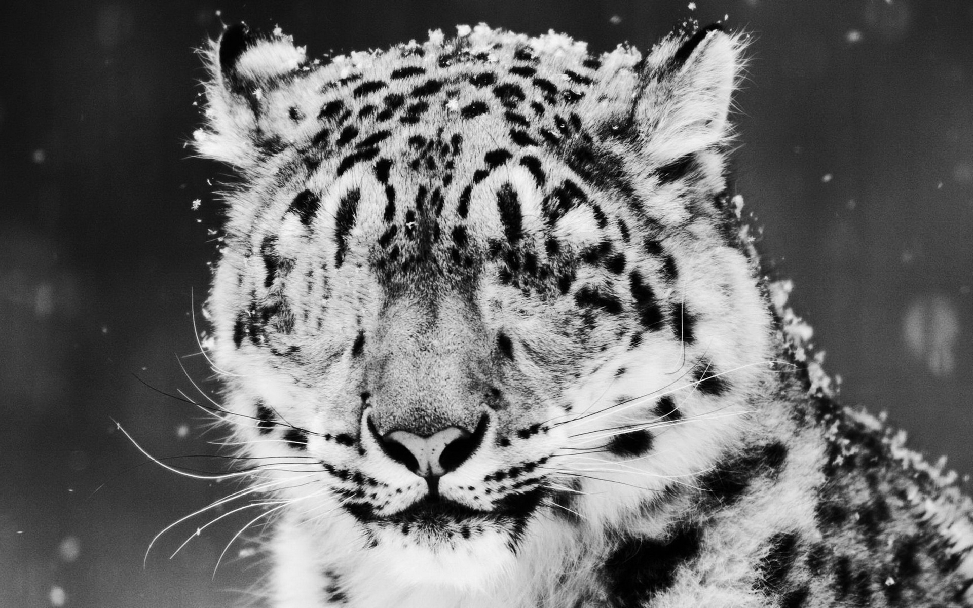 ׻ White tiger(ֽ35)