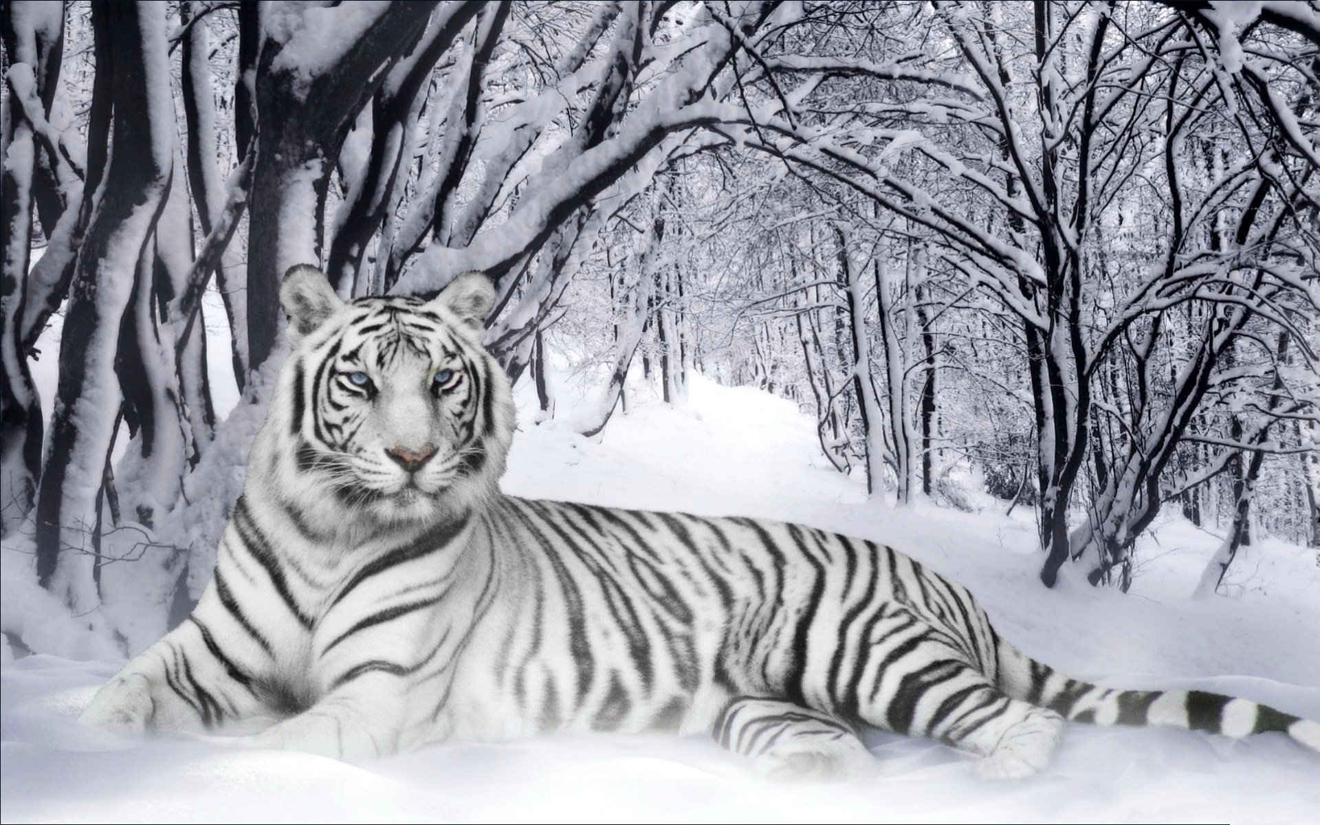׻ White tiger(ֽ36)
