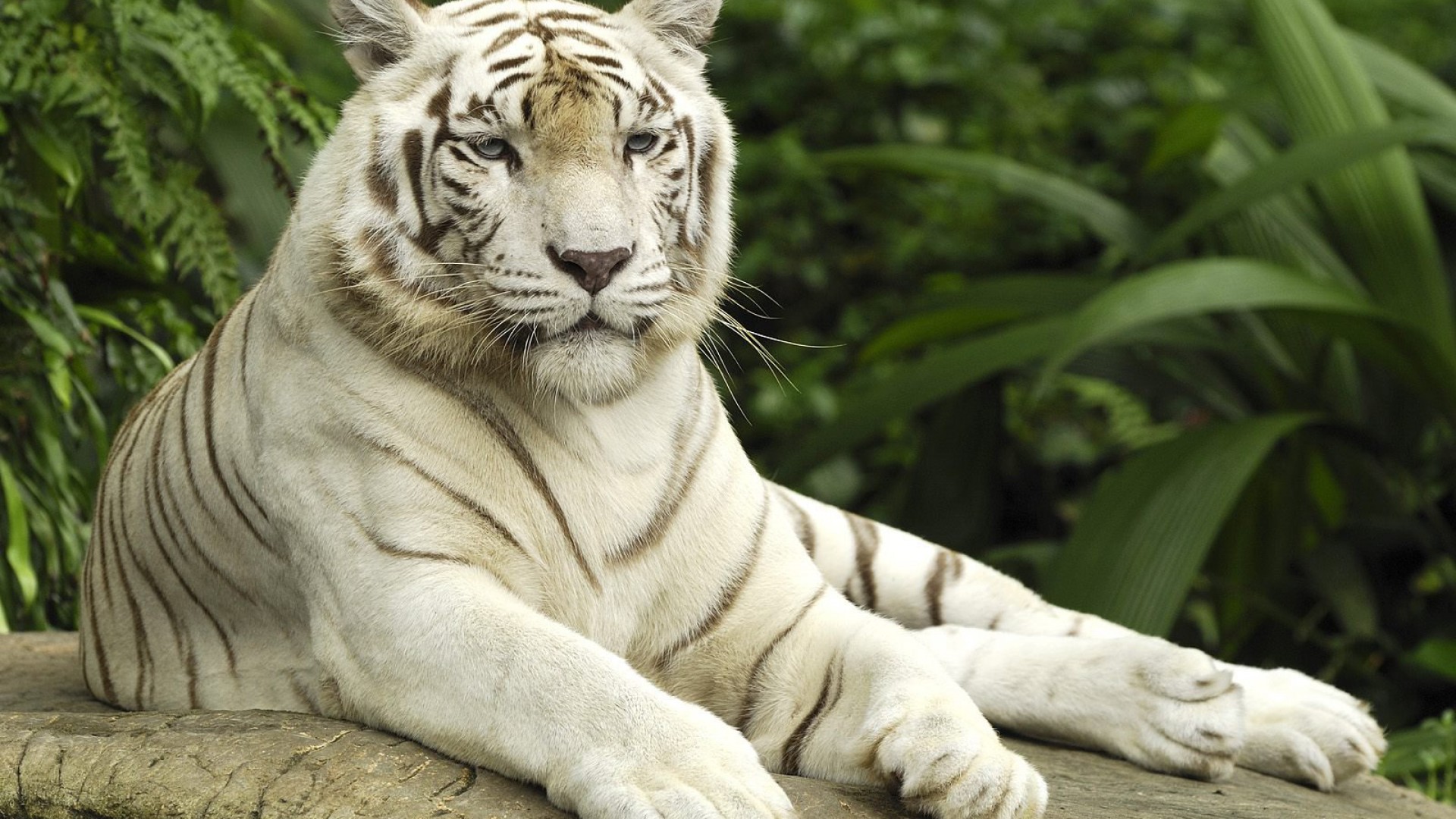 ׻ White tiger(ֽ40)