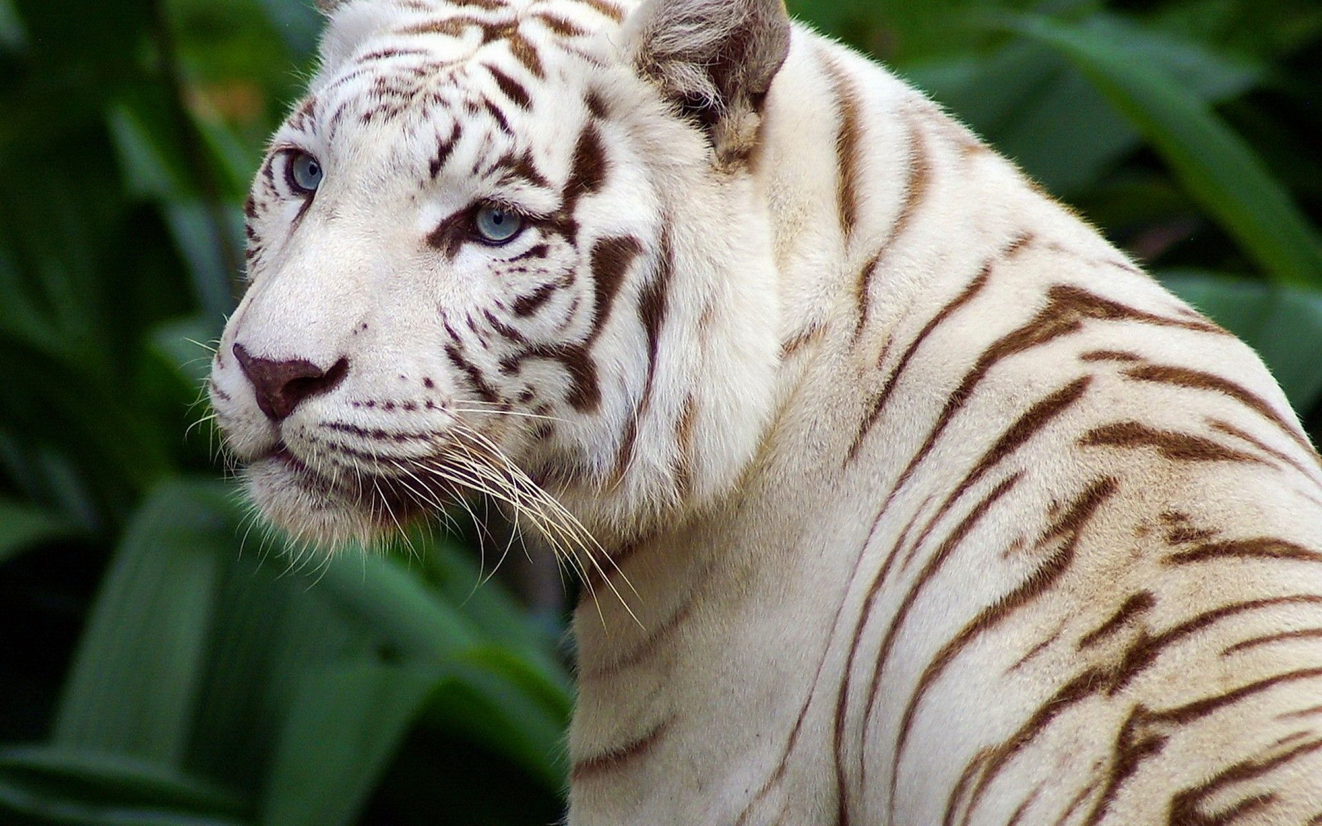 ׻ White tiger(ֽ43)