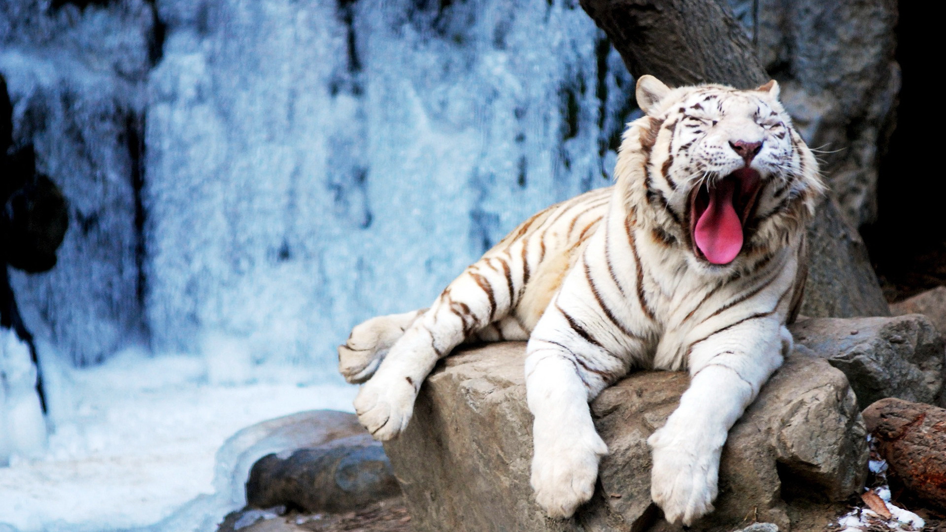 ׻ White tiger(ֽ44)