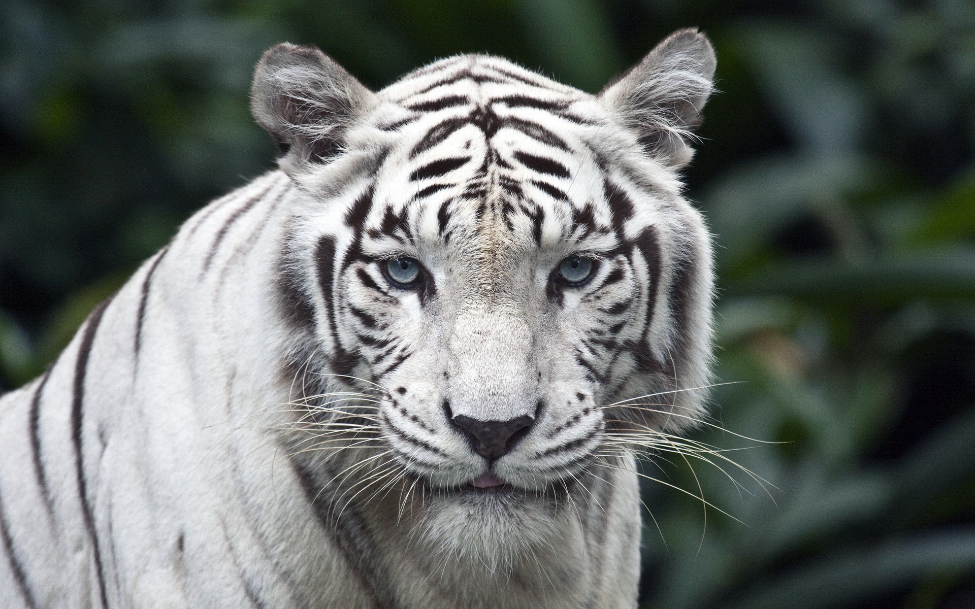 ׻ White tiger(ֽ46)