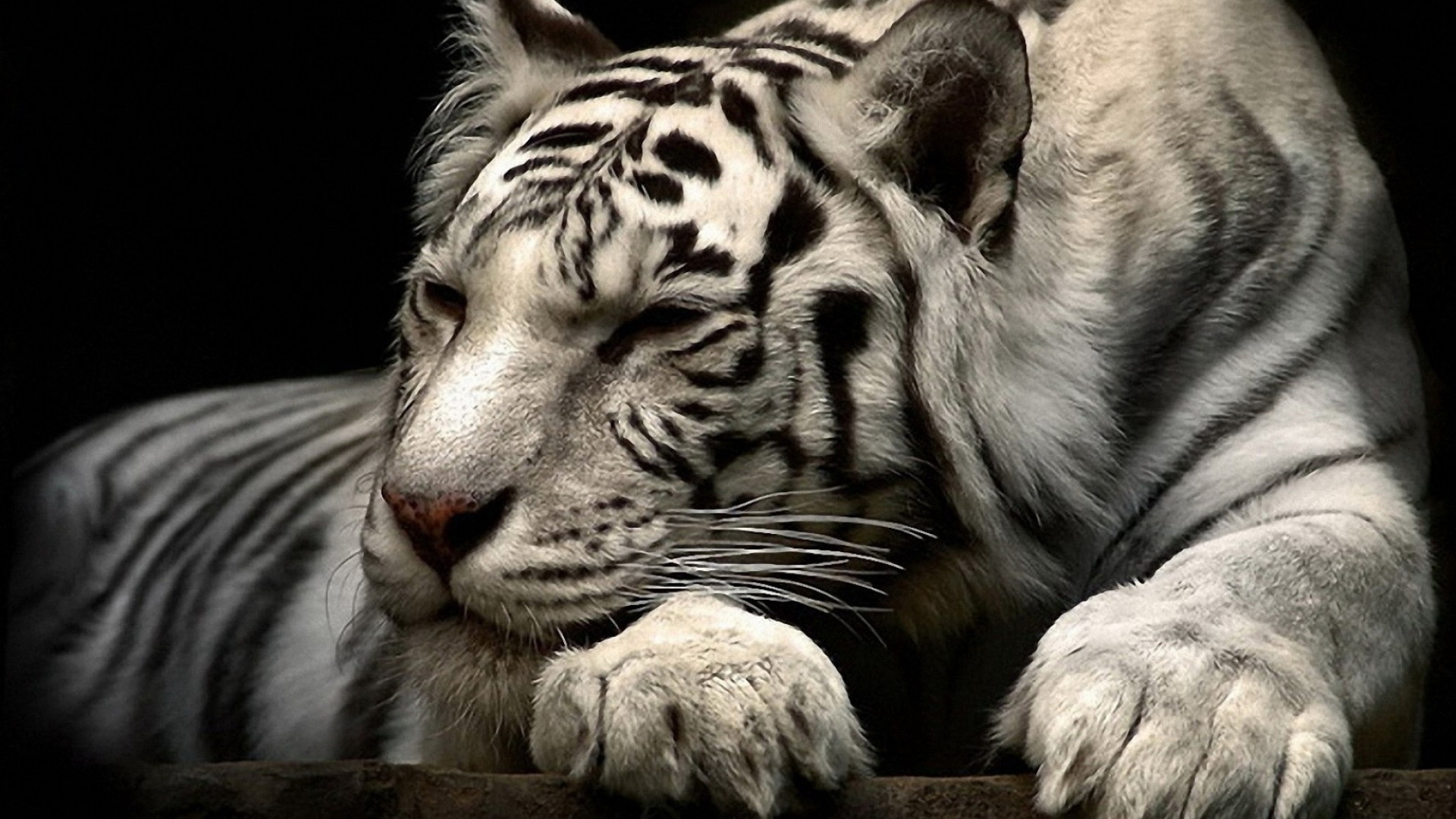 ׻ White tiger(ֽ47)