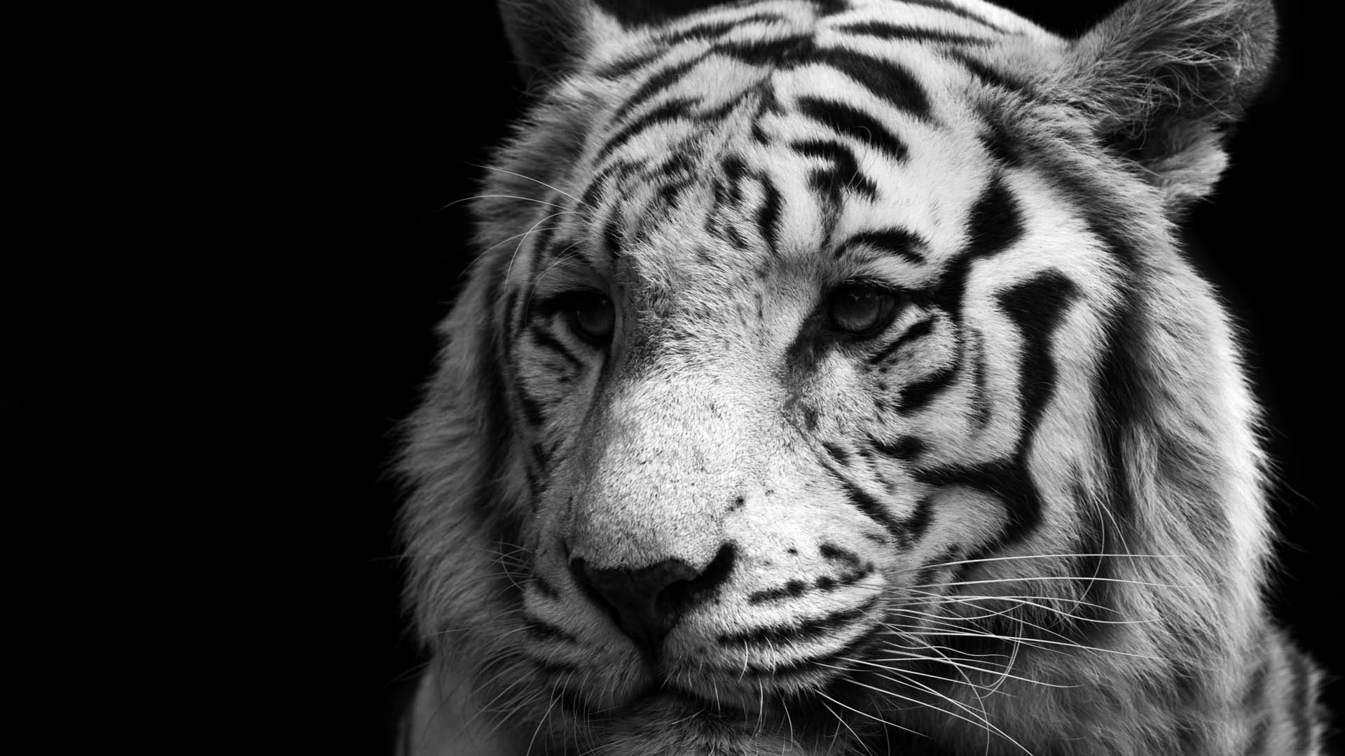 ׻ White tiger(ֽ48)