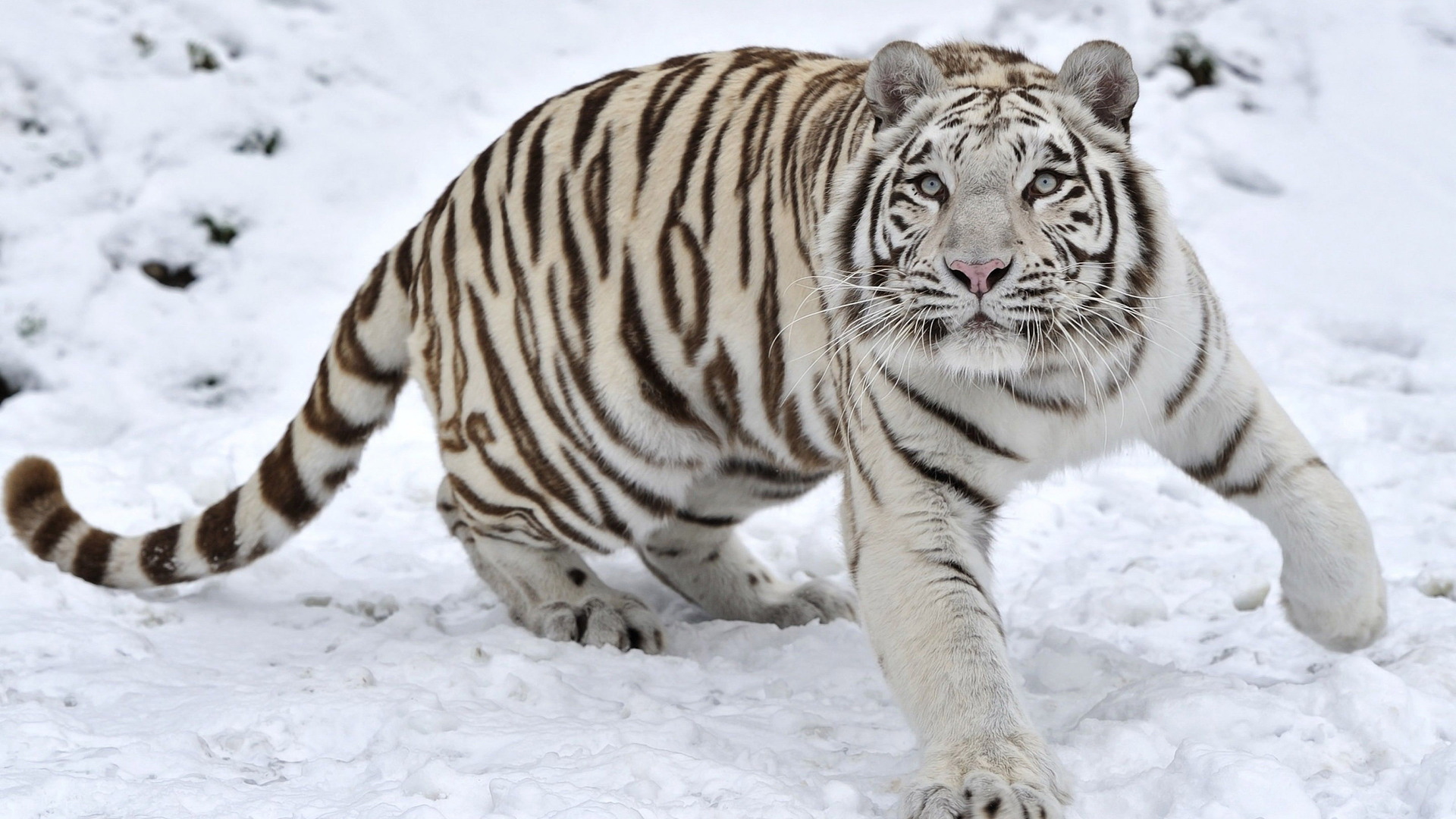 ׻ White tiger(ֽ54)
