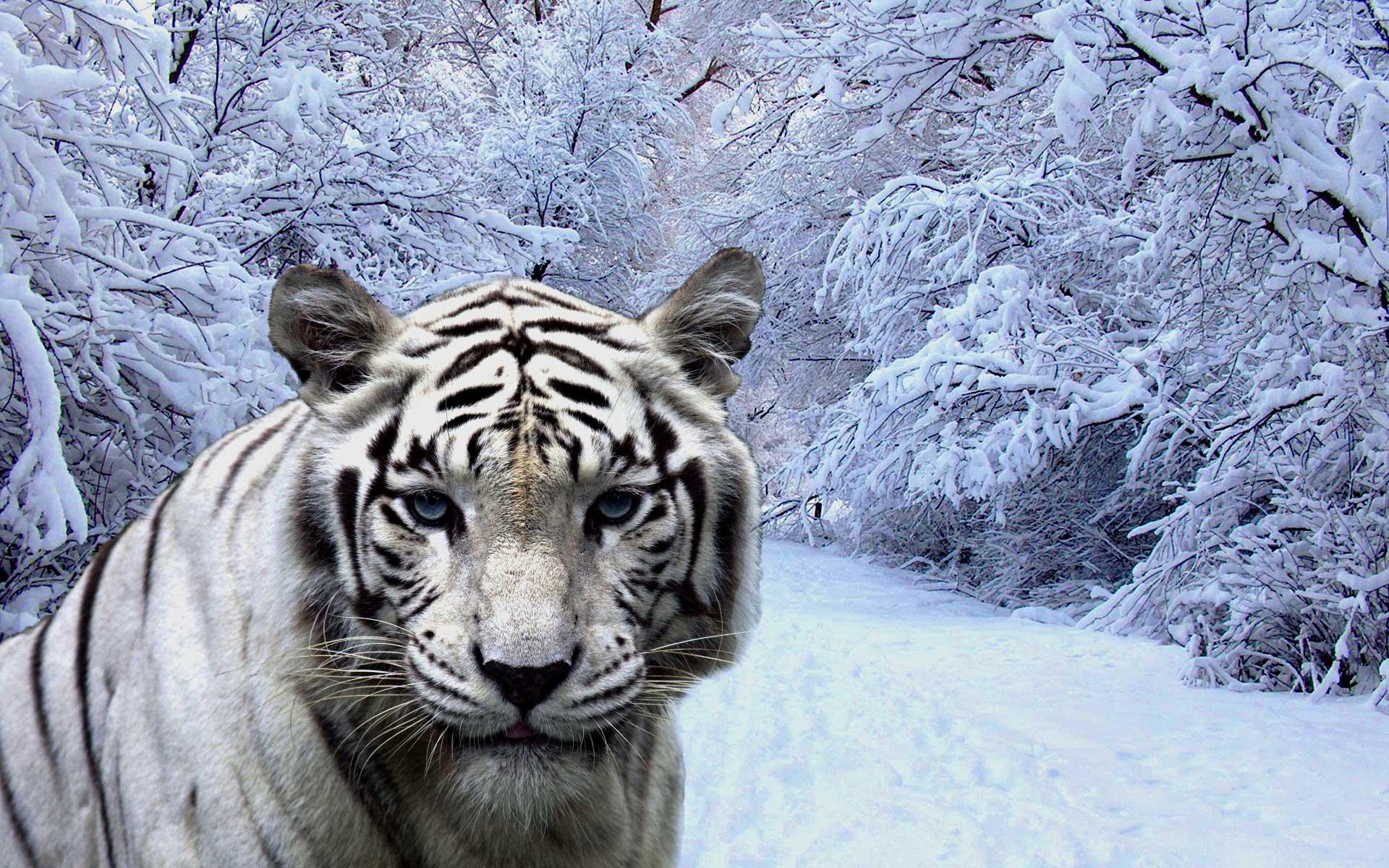 ׻ White tiger(ֽ56)