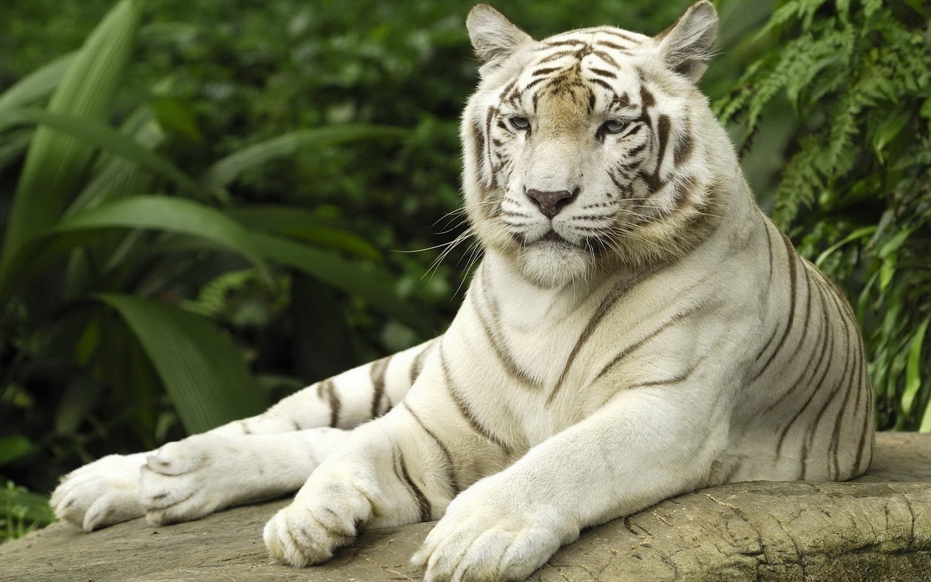 ׻ White tiger(ֽ57)