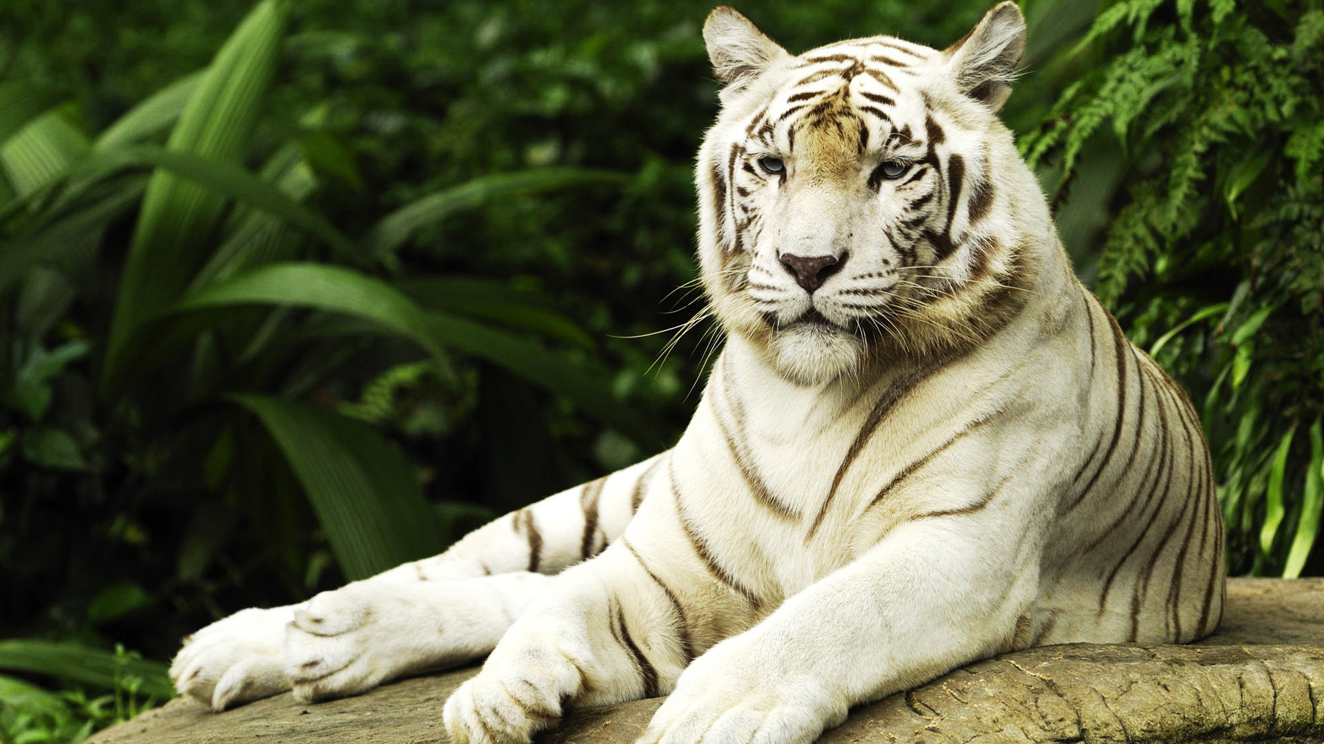 ׻ White tiger(ֽ58)
