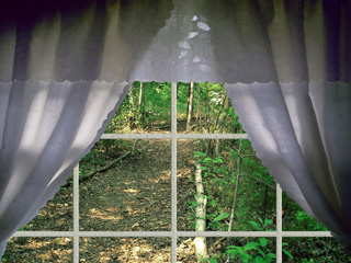 Woods in the Window(ֽ1)
