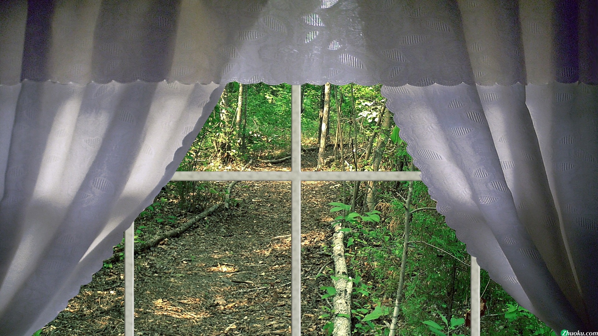 Woods in the Window(ֽ11)