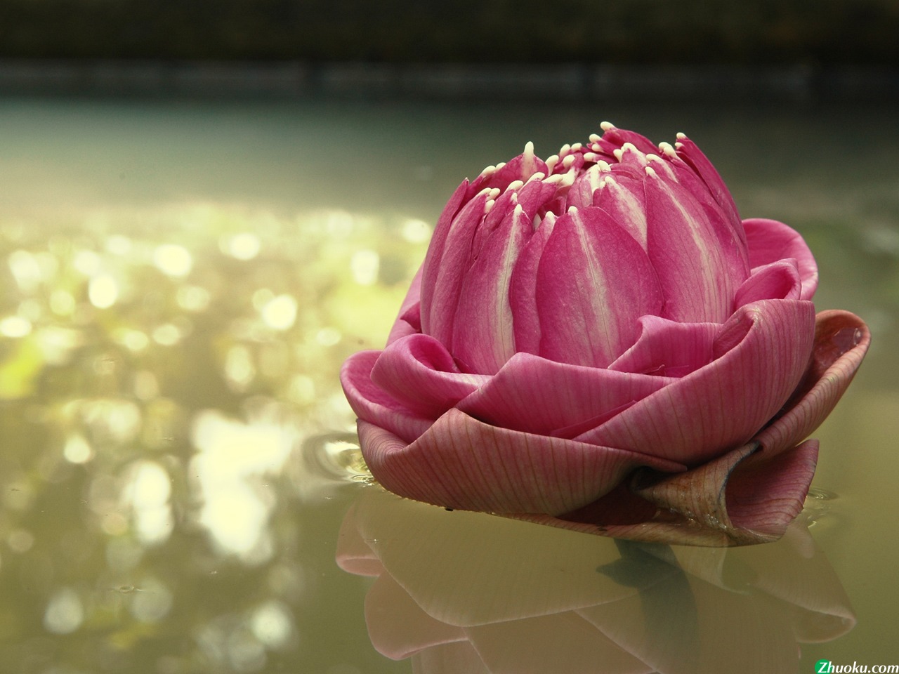 Lotus, Thailand(ֽ6)