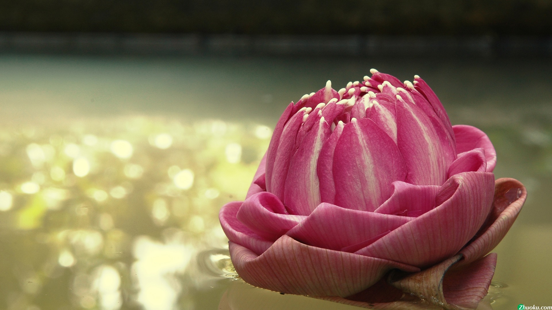 Lotus, Thailand(ֽ11)