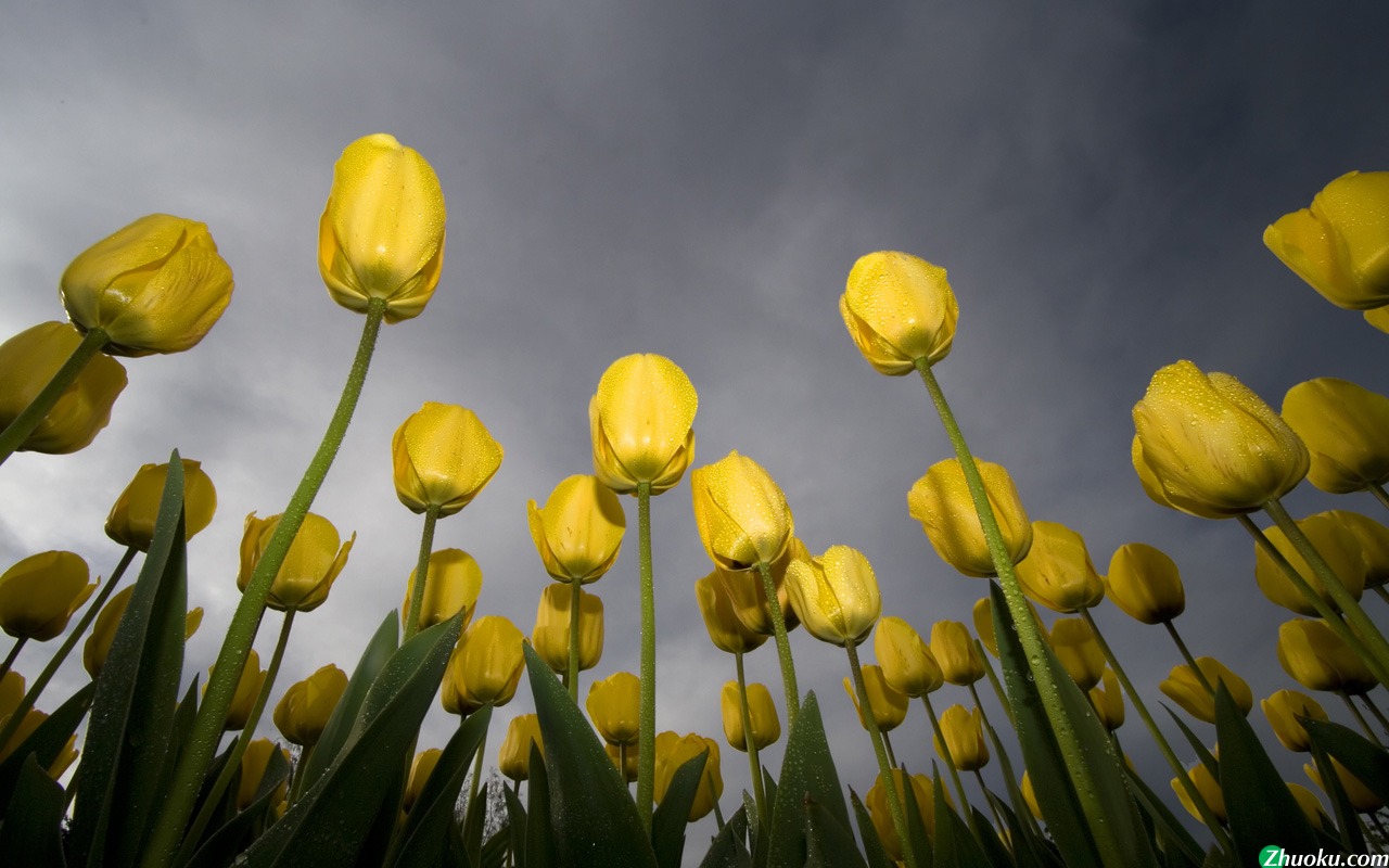 Low-Angle Tulips(ֽ5)
