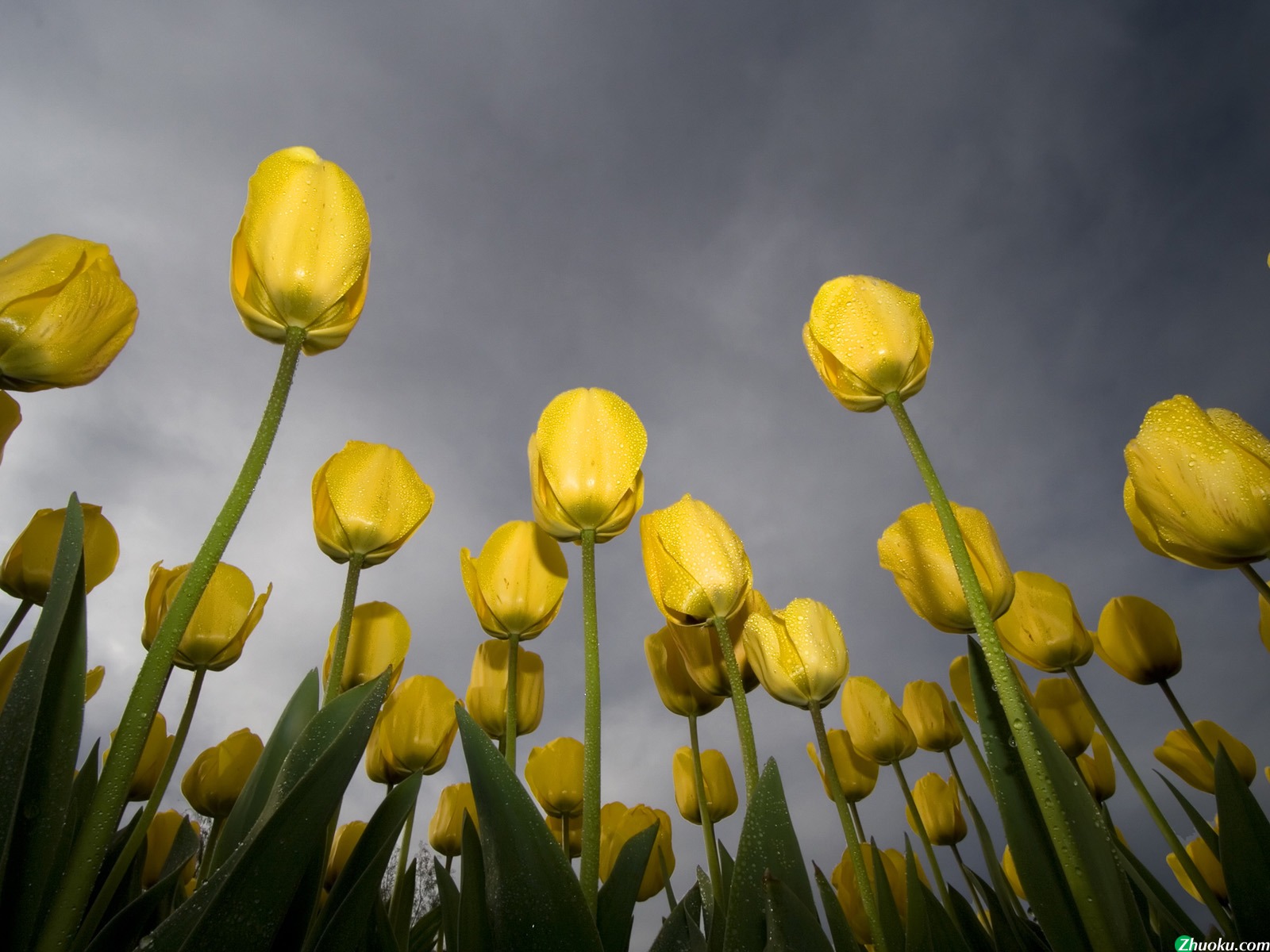 Low-Angle Tulips(ֽ9)