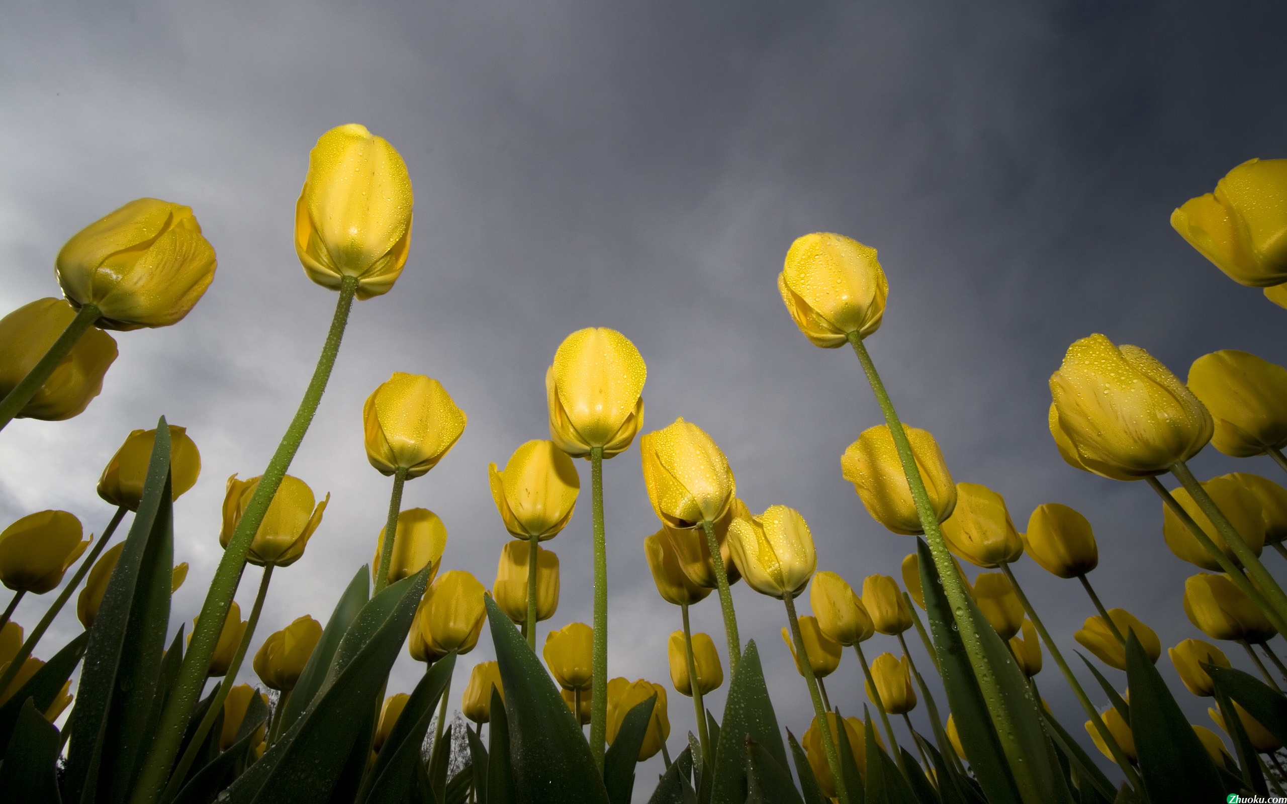 Low-Angle Tulips(ֽ13)