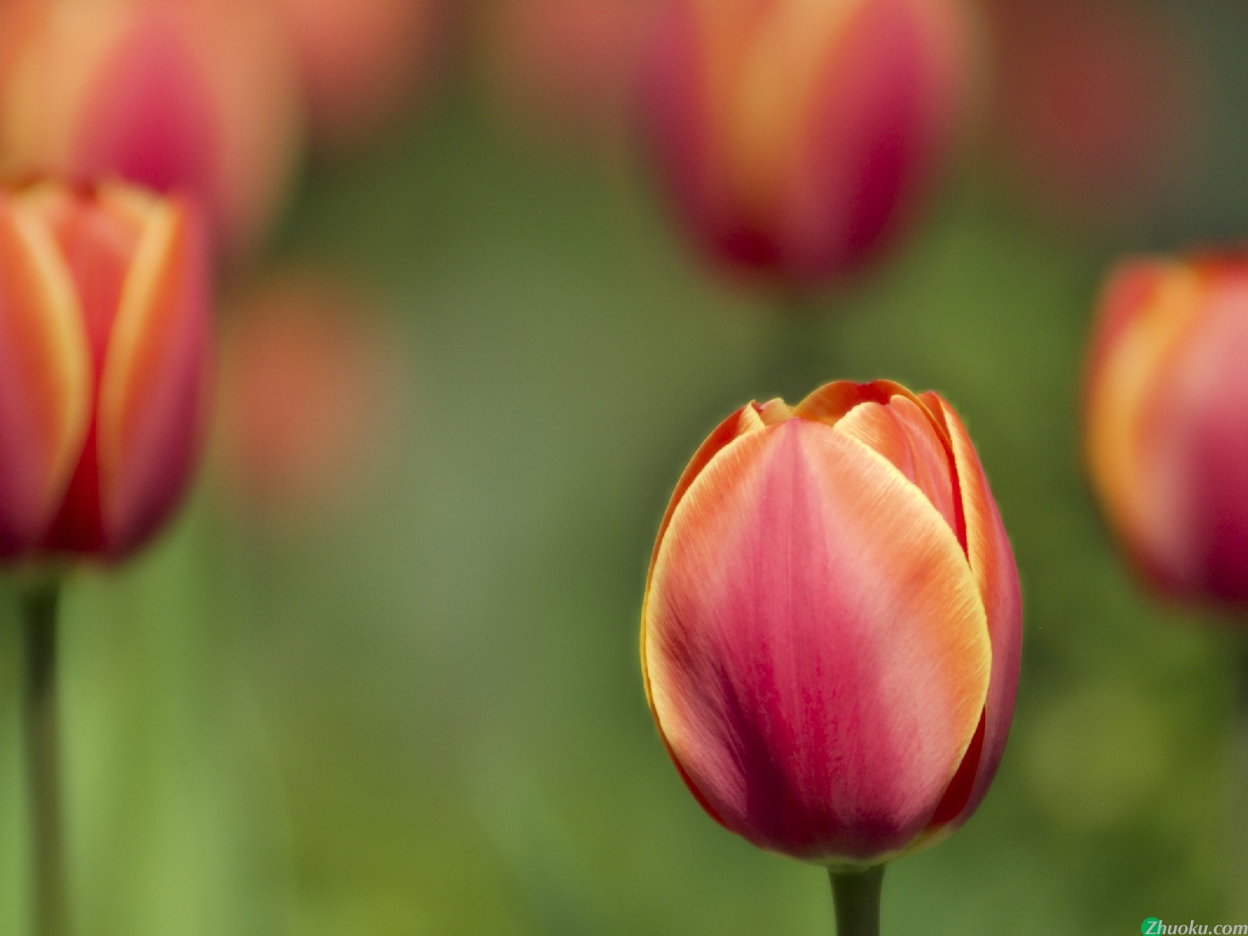  tulips(ֽ8)
